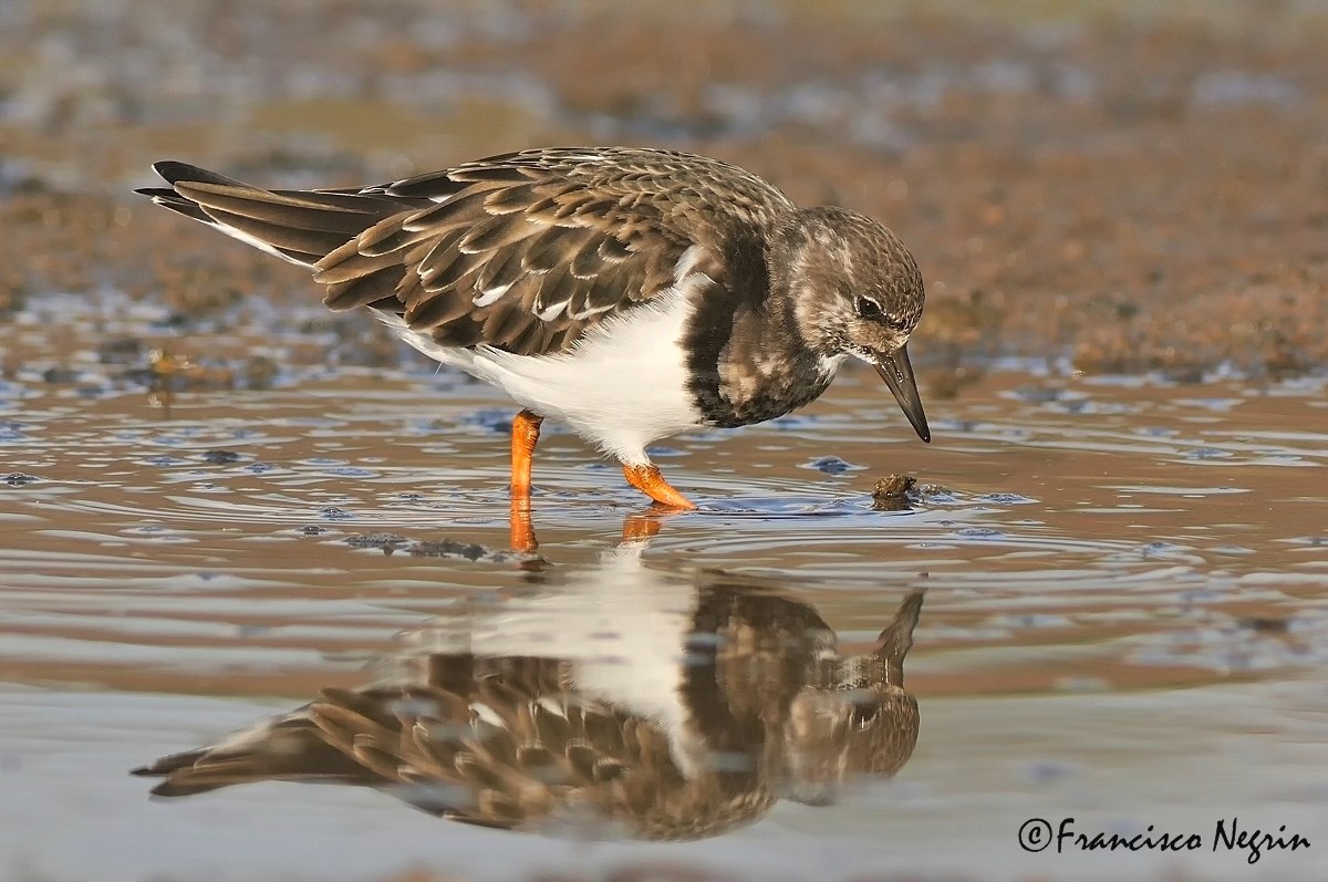 Looking at his reflection.