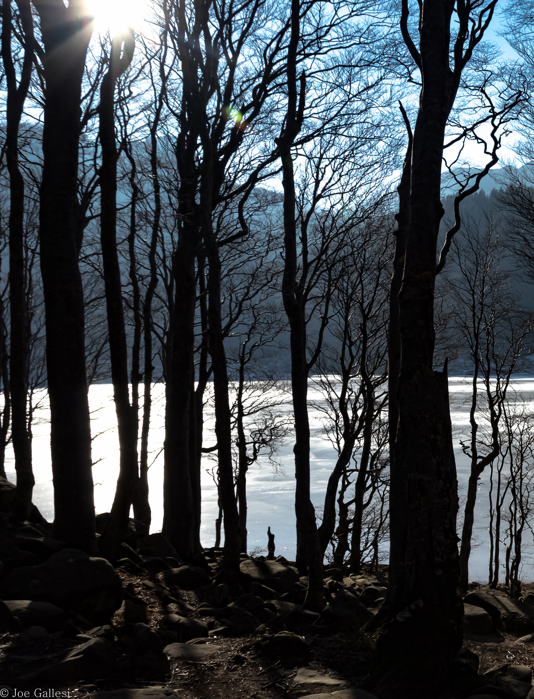 ..tra trees the lake ...