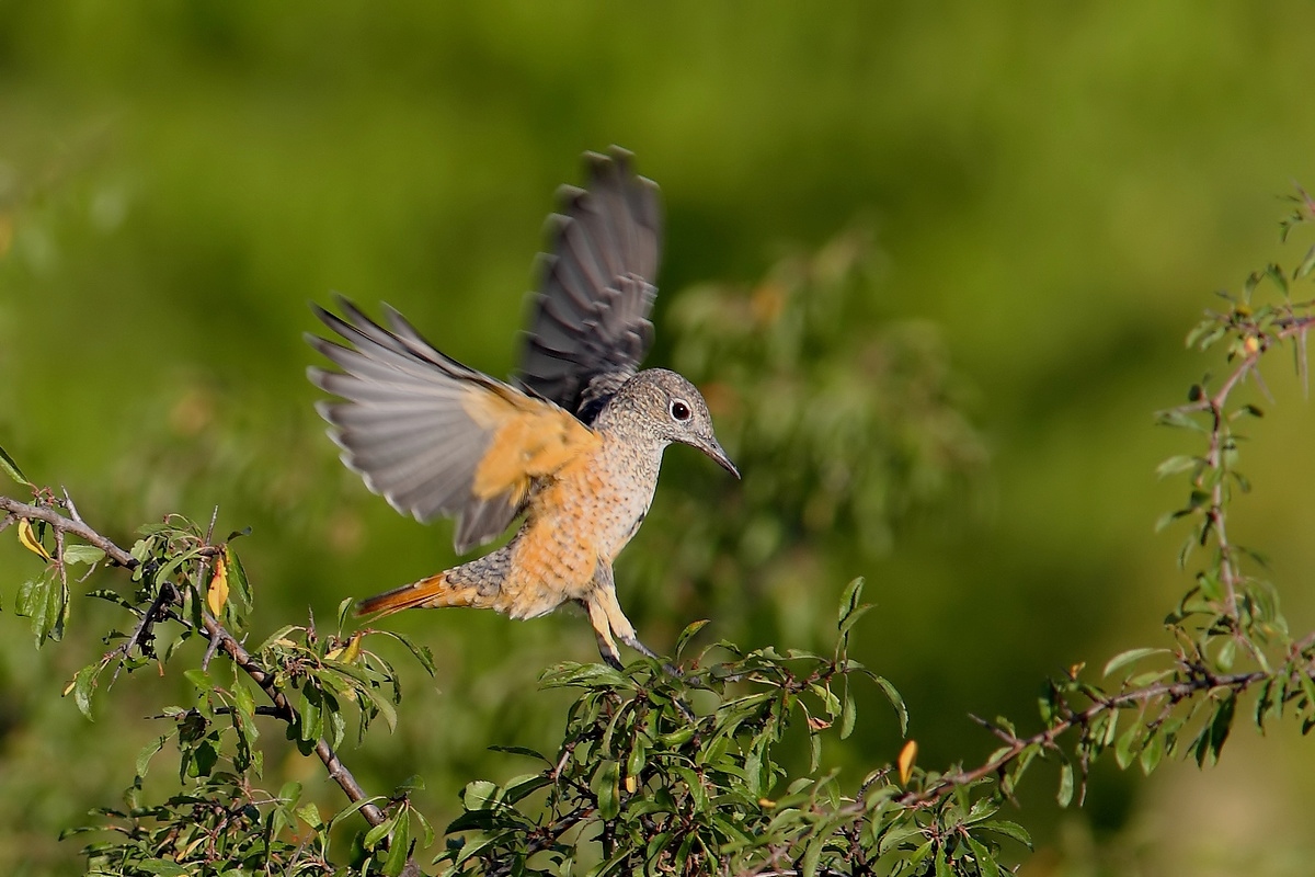 Codirossone... in arrivo