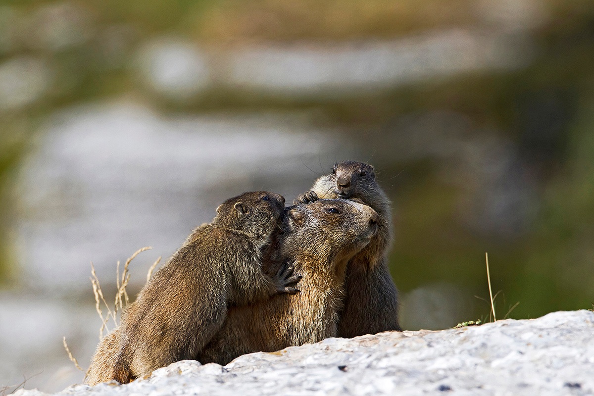 Mother play with us?