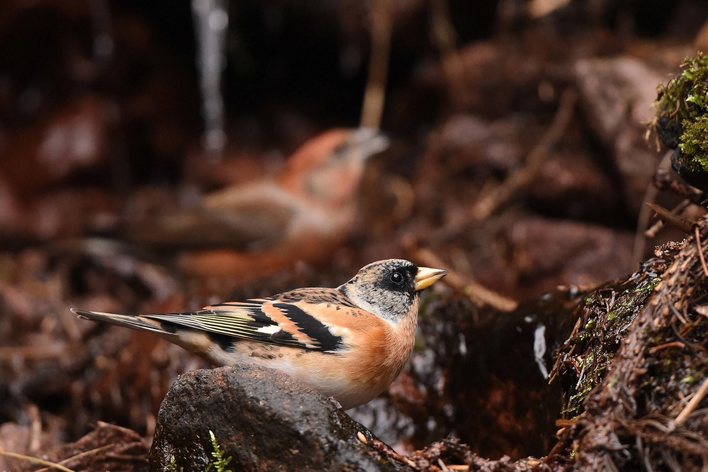 Peppola all'abbeverata