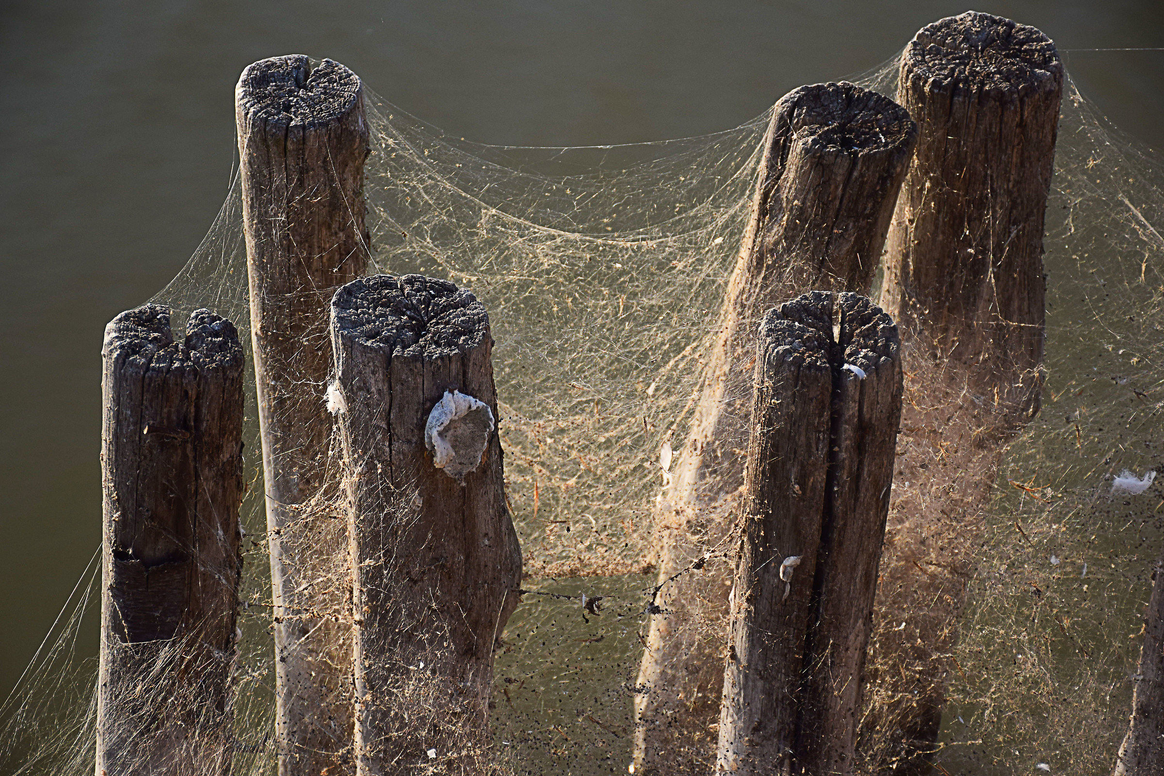 Moorings in Comacchio