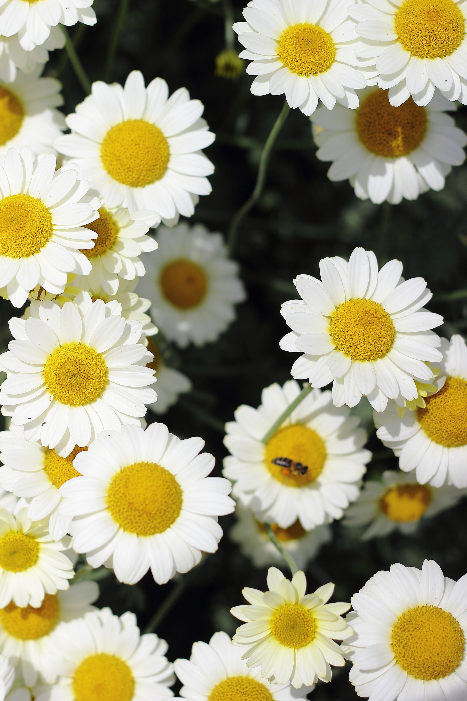 daisies