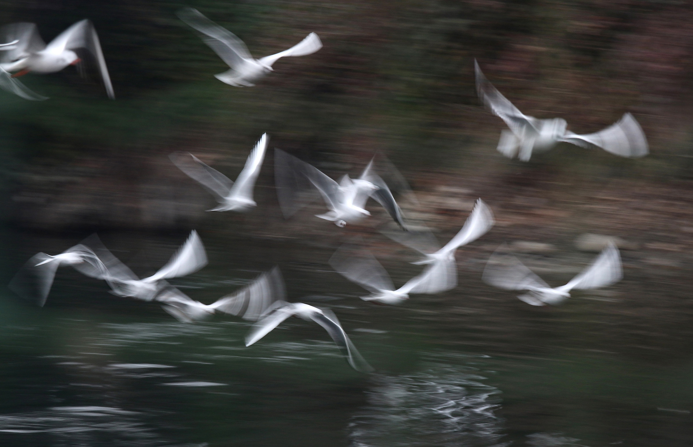 seagulls in flight