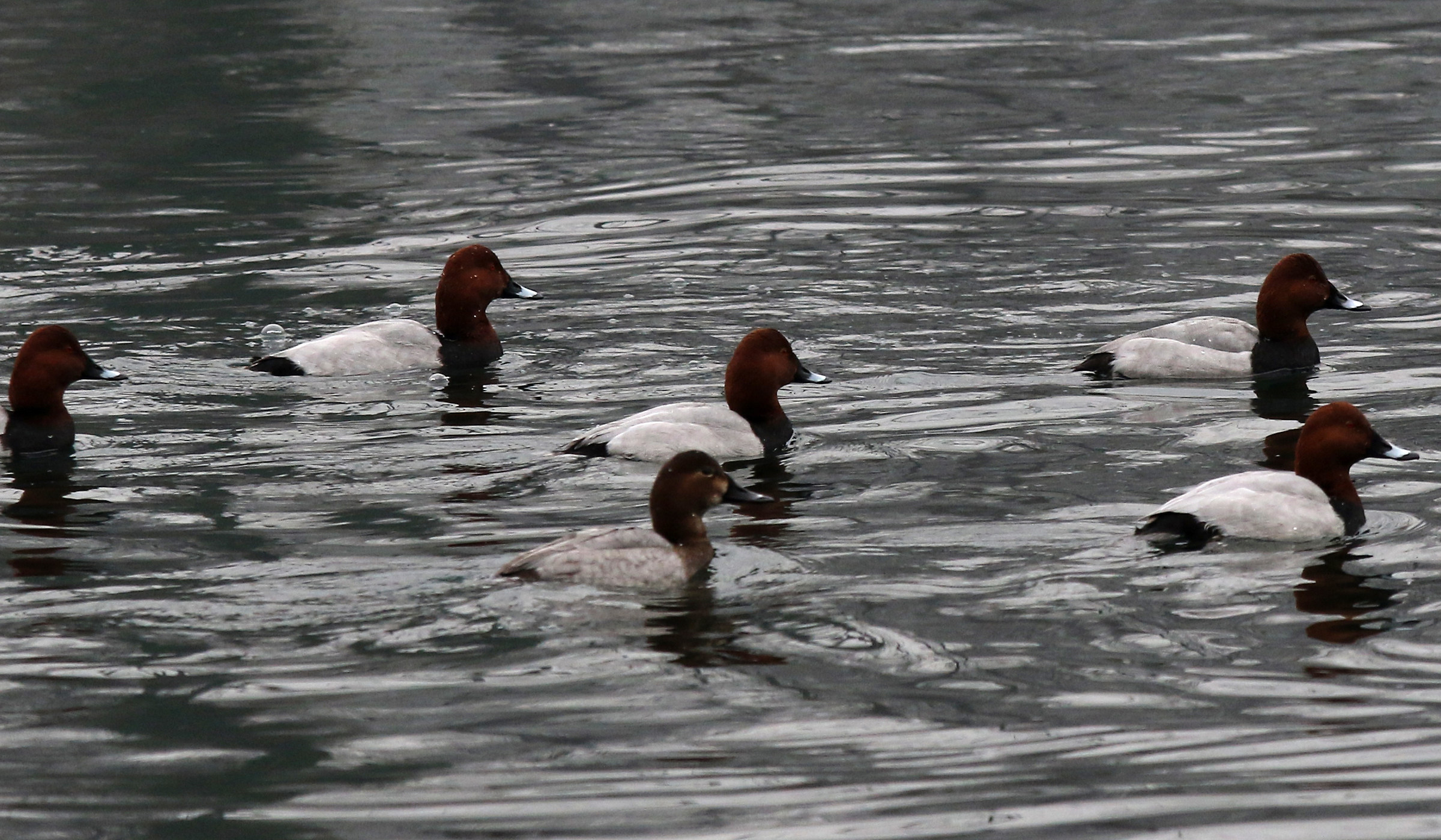 moriglioni adda river brivio