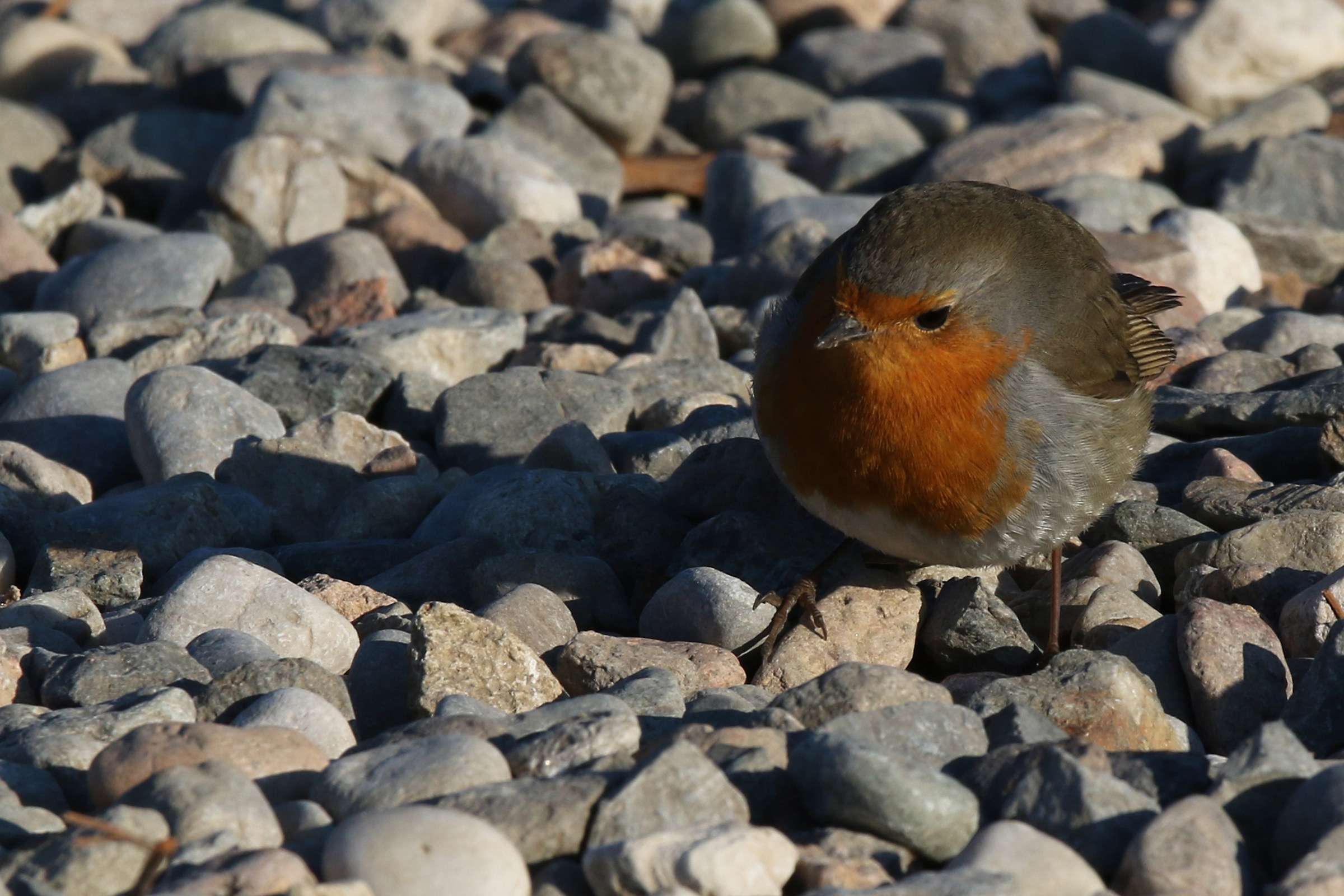..pettirosso in search of food ...