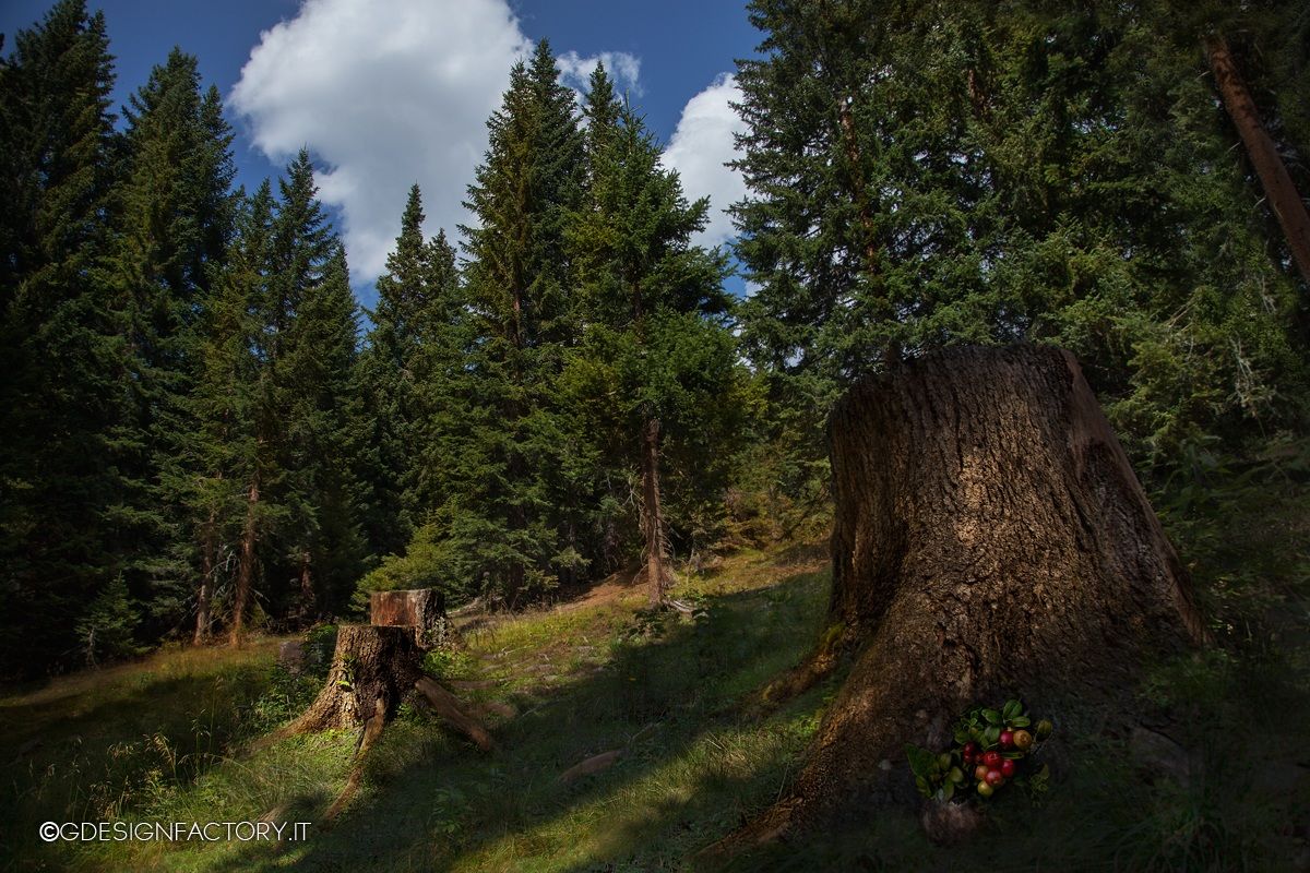 Foresta dei pini mozzati