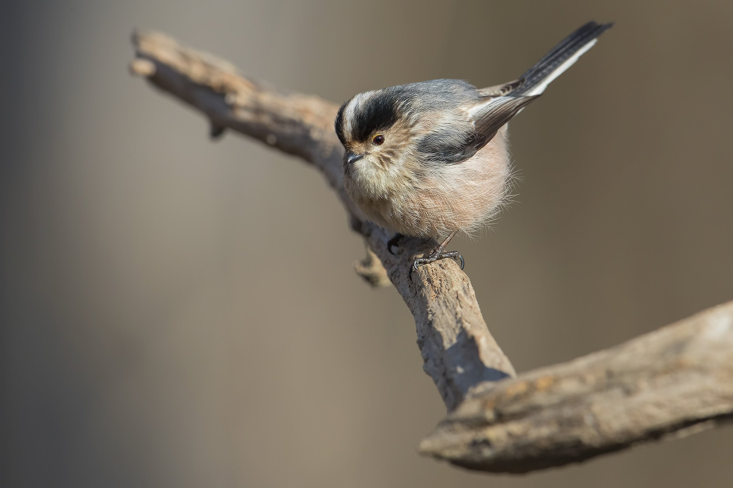 Long-tailed Tit