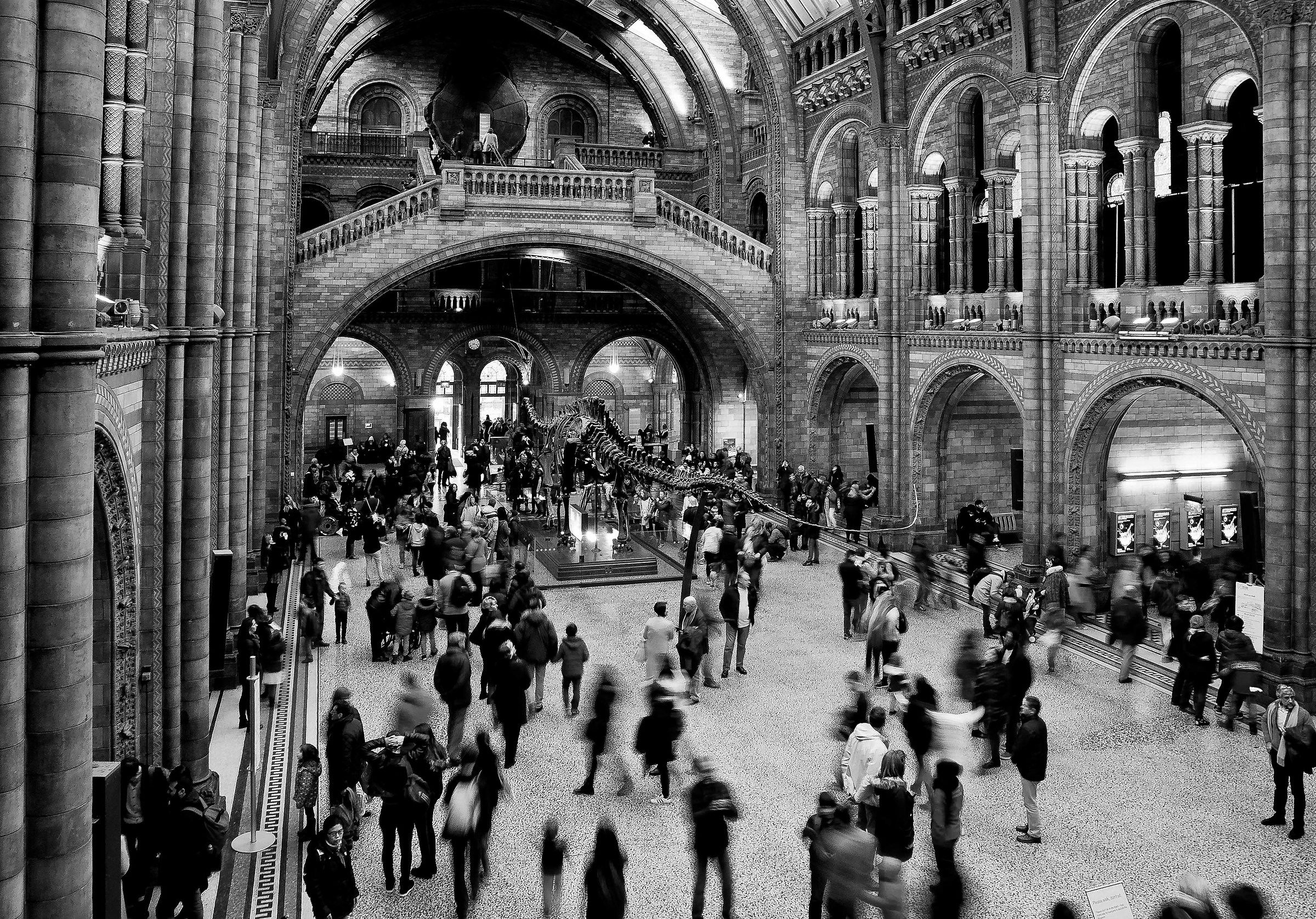 Museo di storia Naturale Londra.