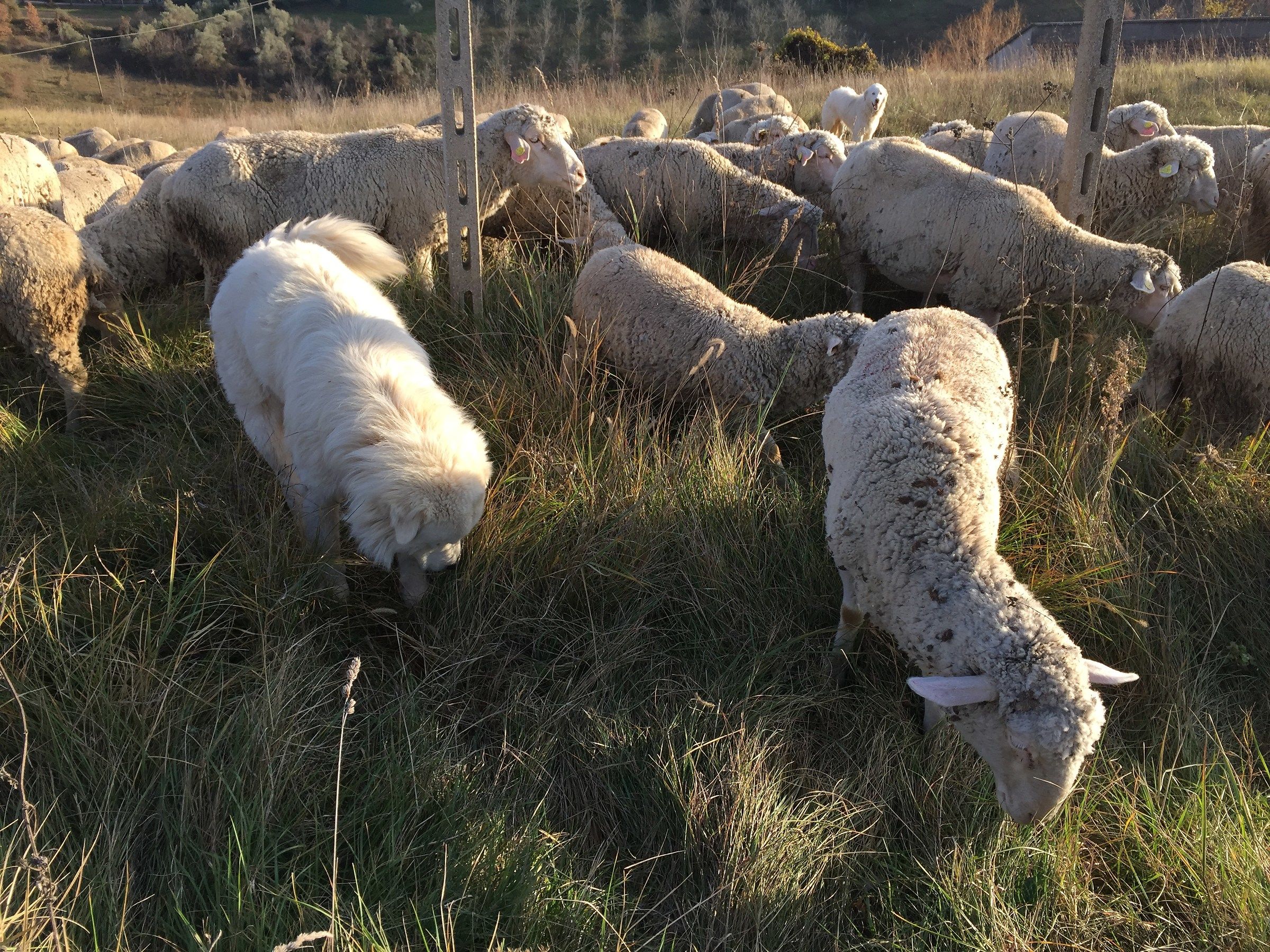 Who goes with the sheep learns to ... graze.