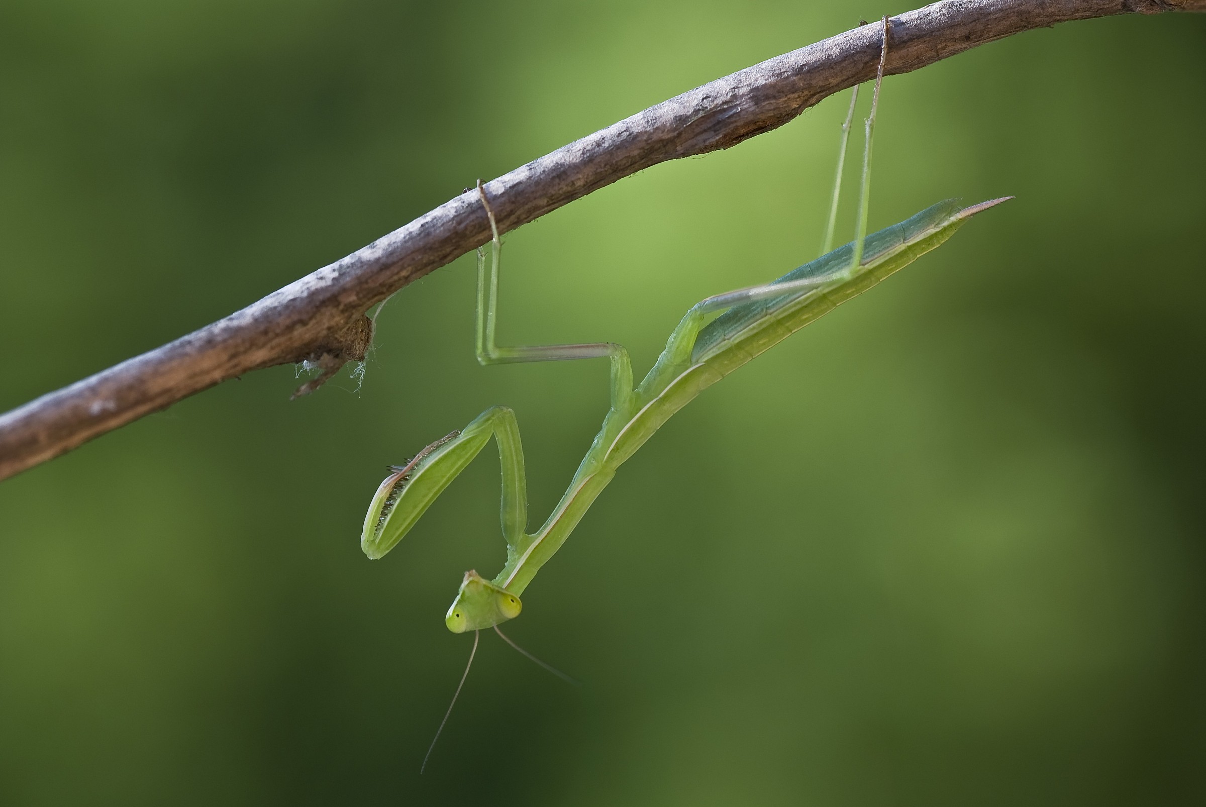 Praying Mantis