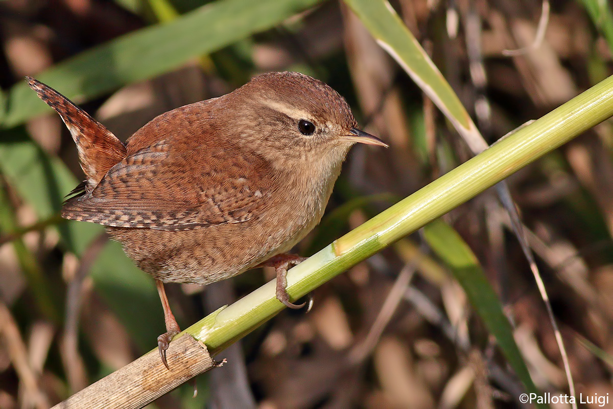 Wren (Troglodytes troglodytes)