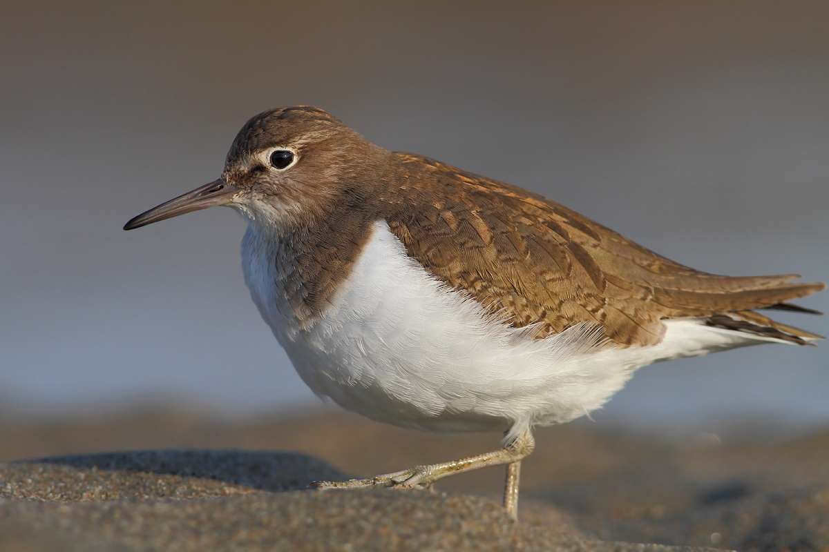 Common Sandpiper