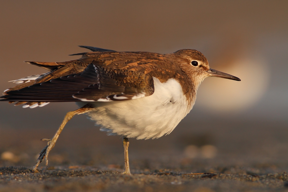 Common Sandpiper