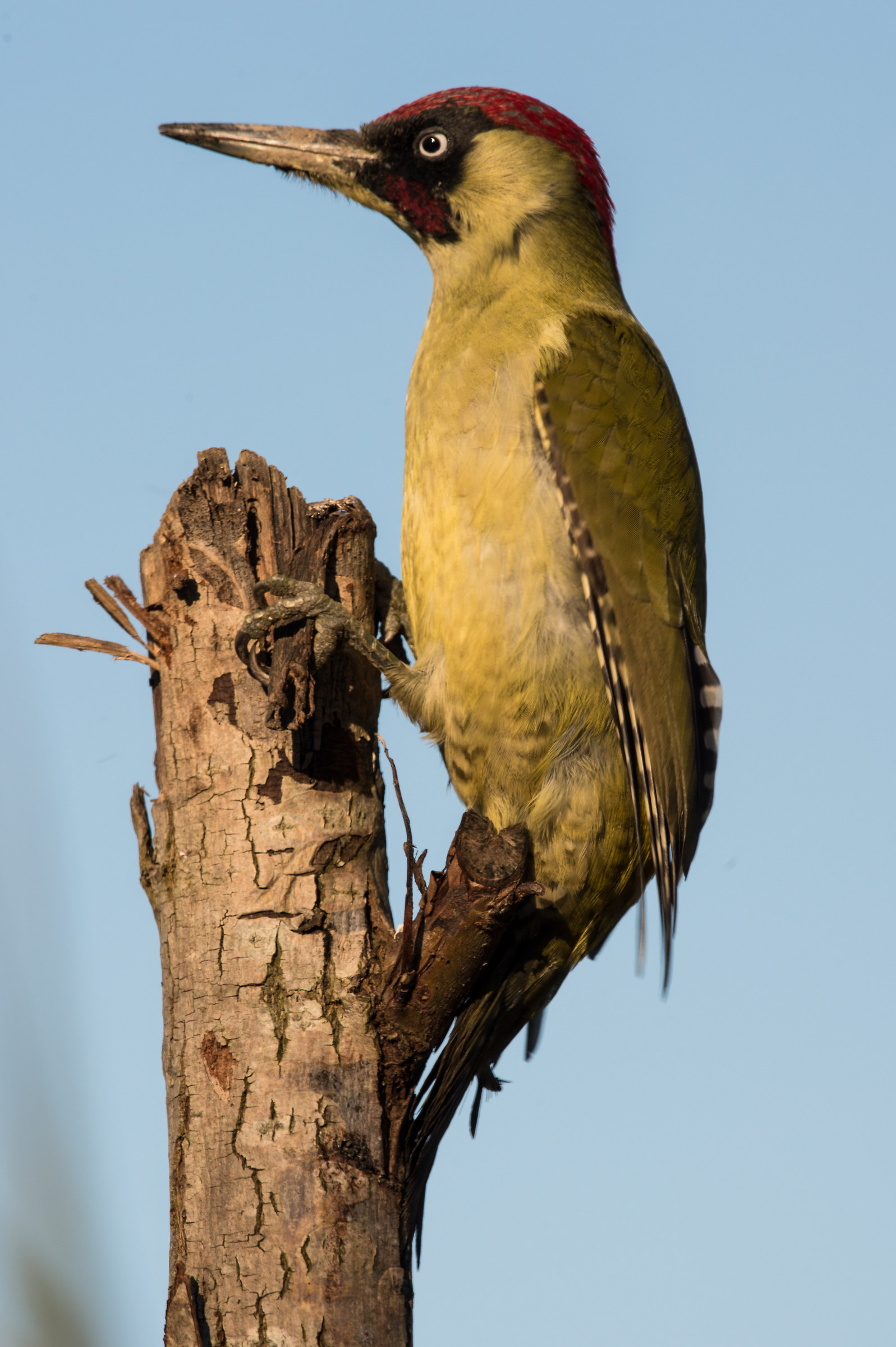 Green woodpecker
