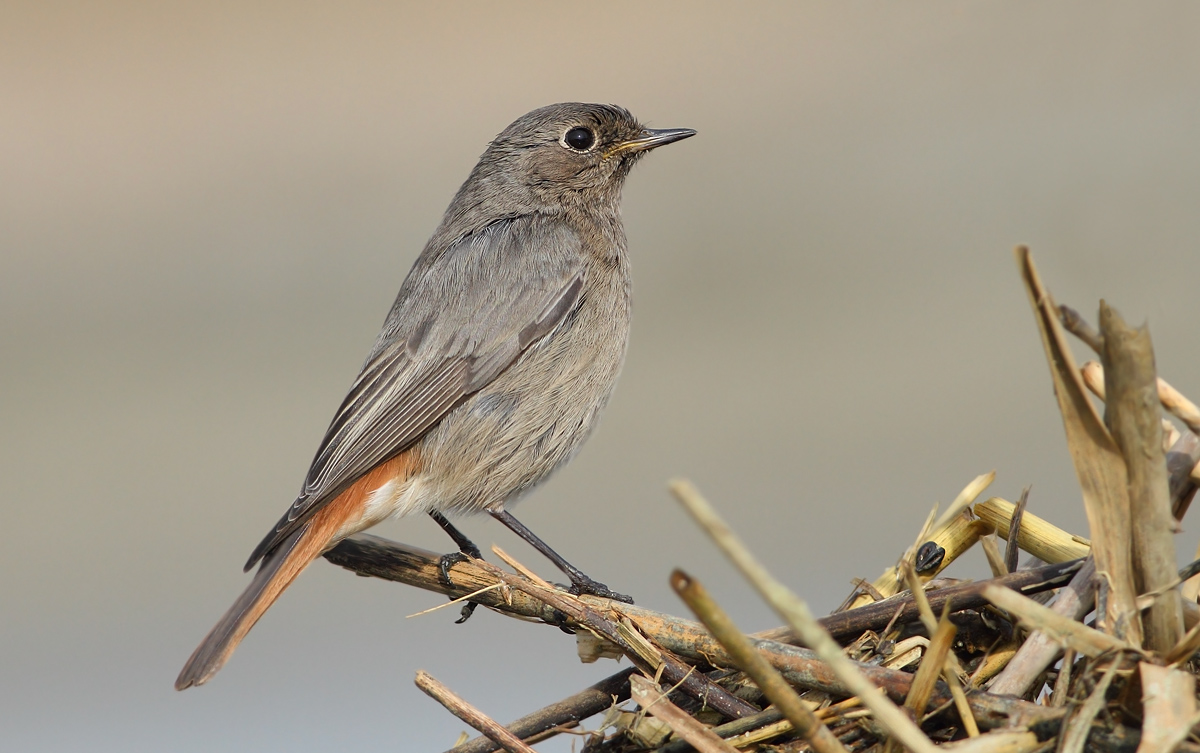 black redstart
