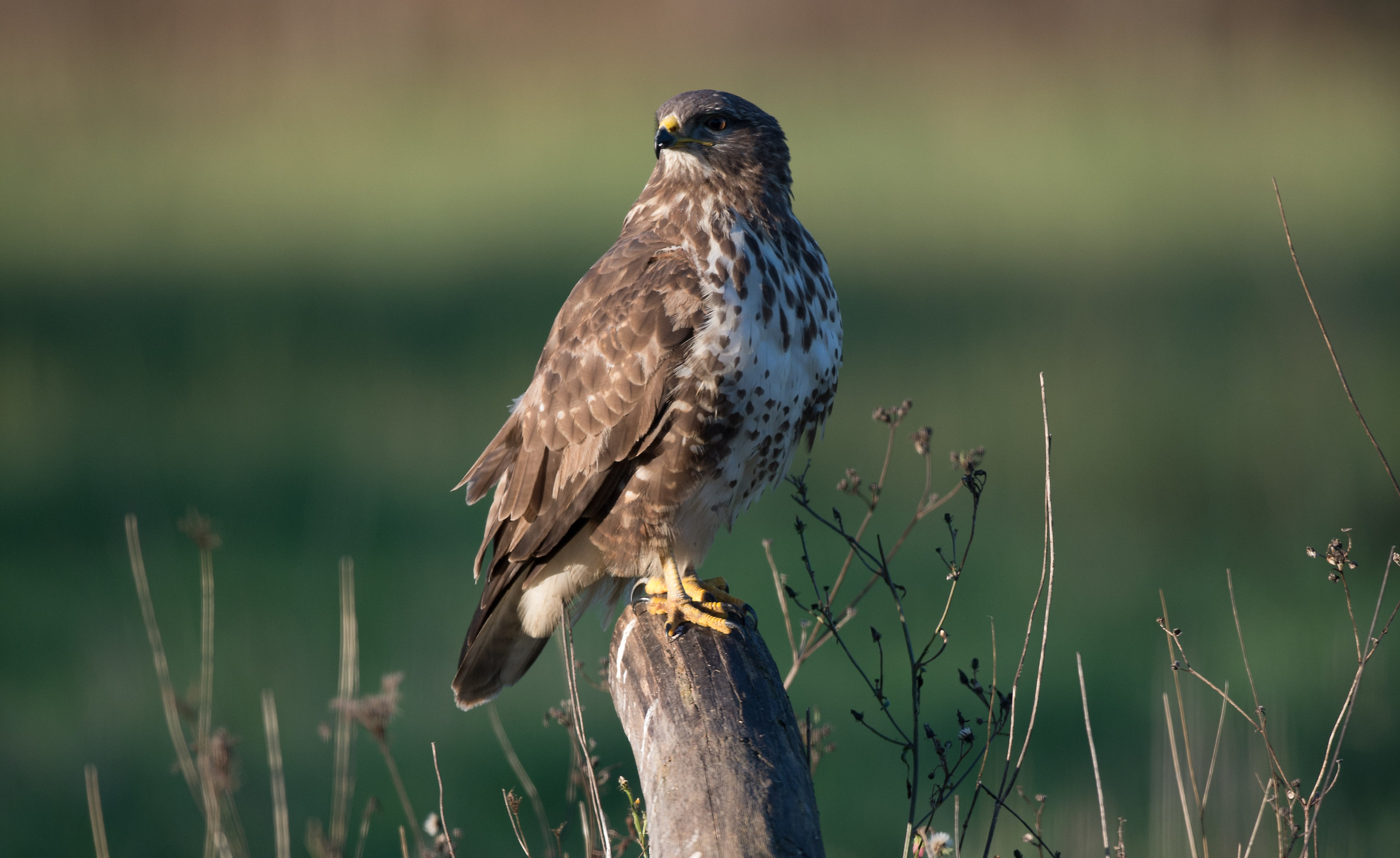 Buzzard
