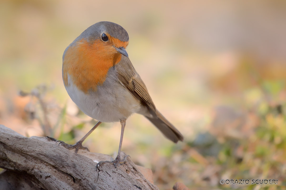 Polenta and Osei, when losers are robins!