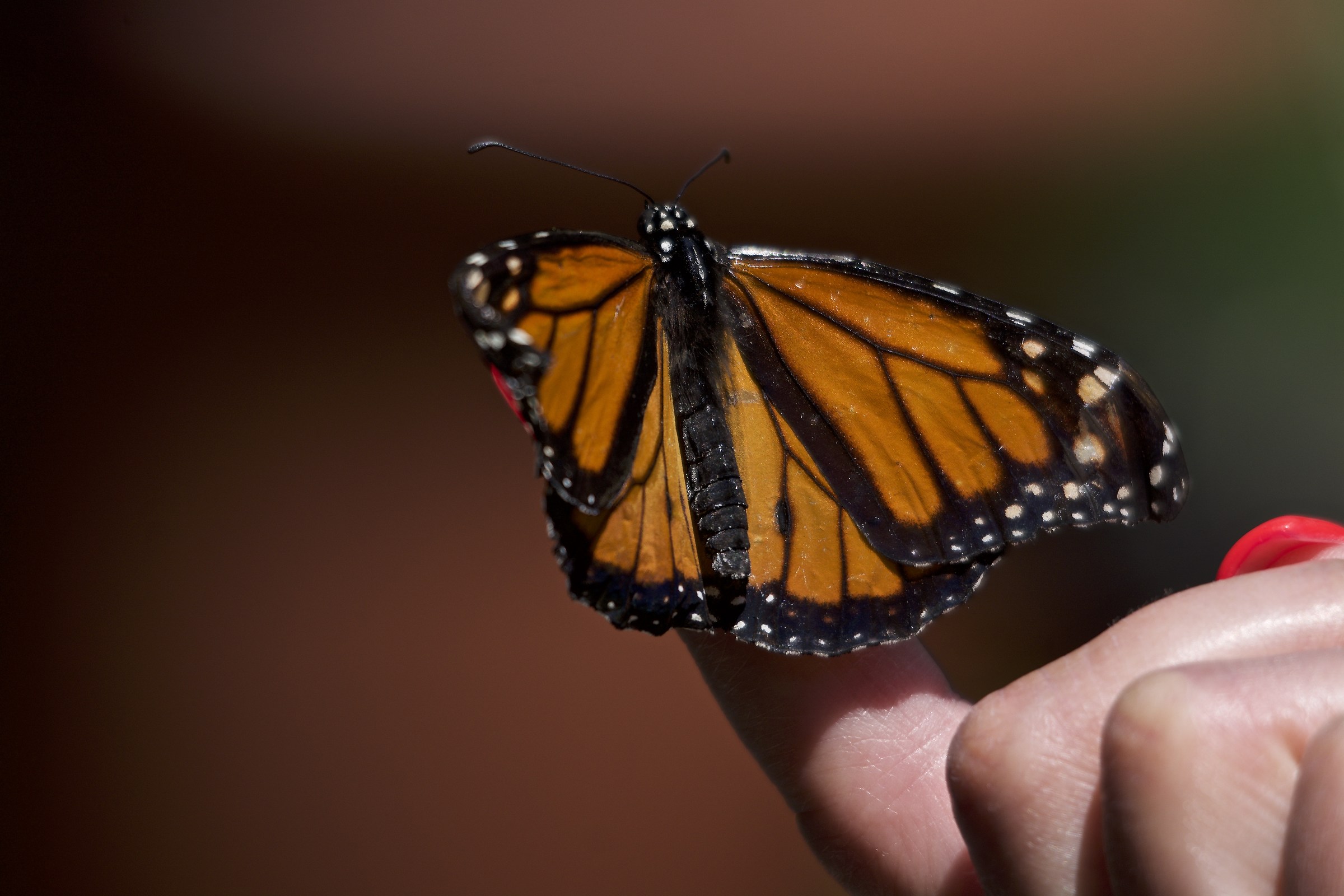 Farfalla sopra ad un fiore