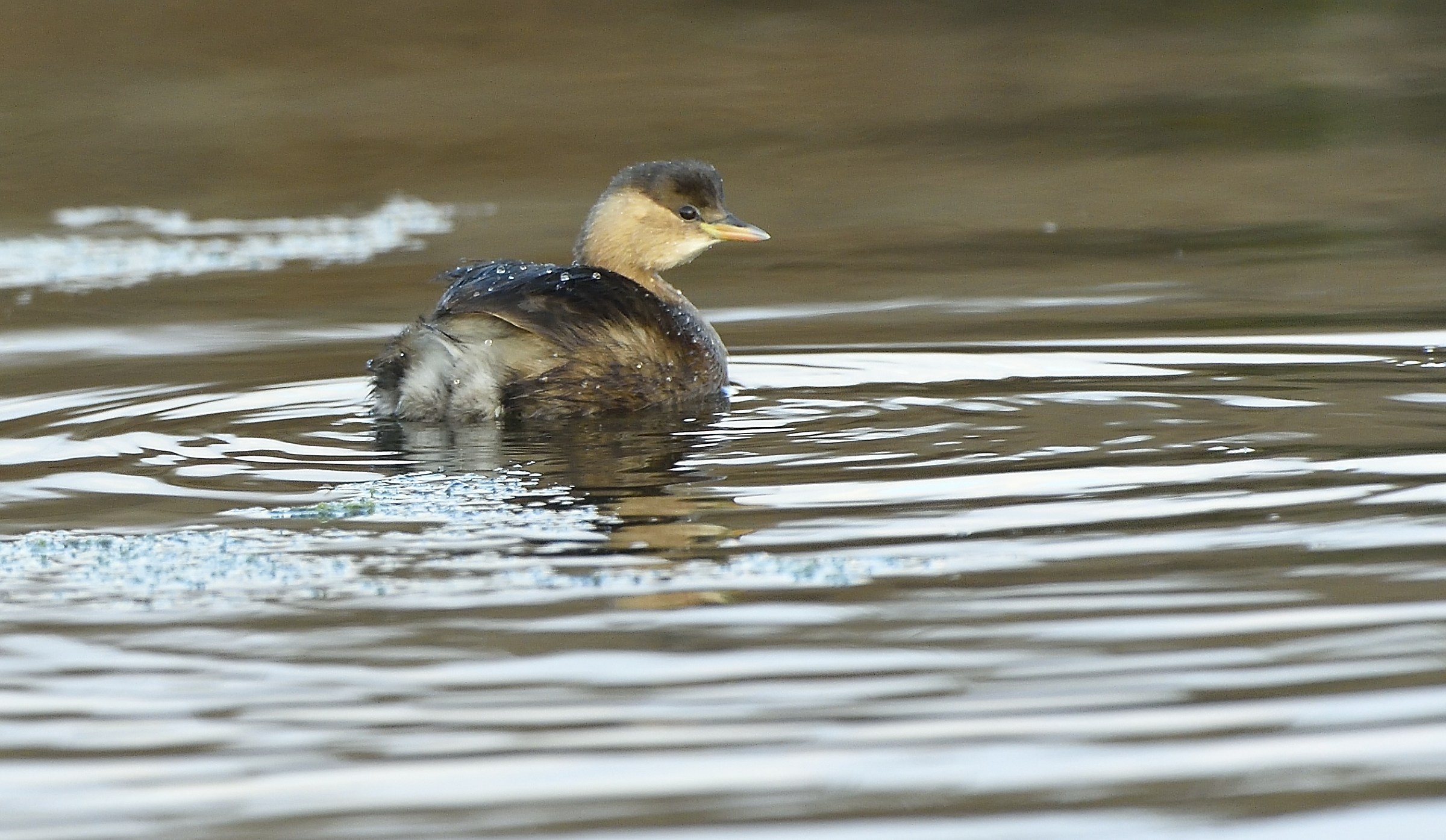 Little grebe