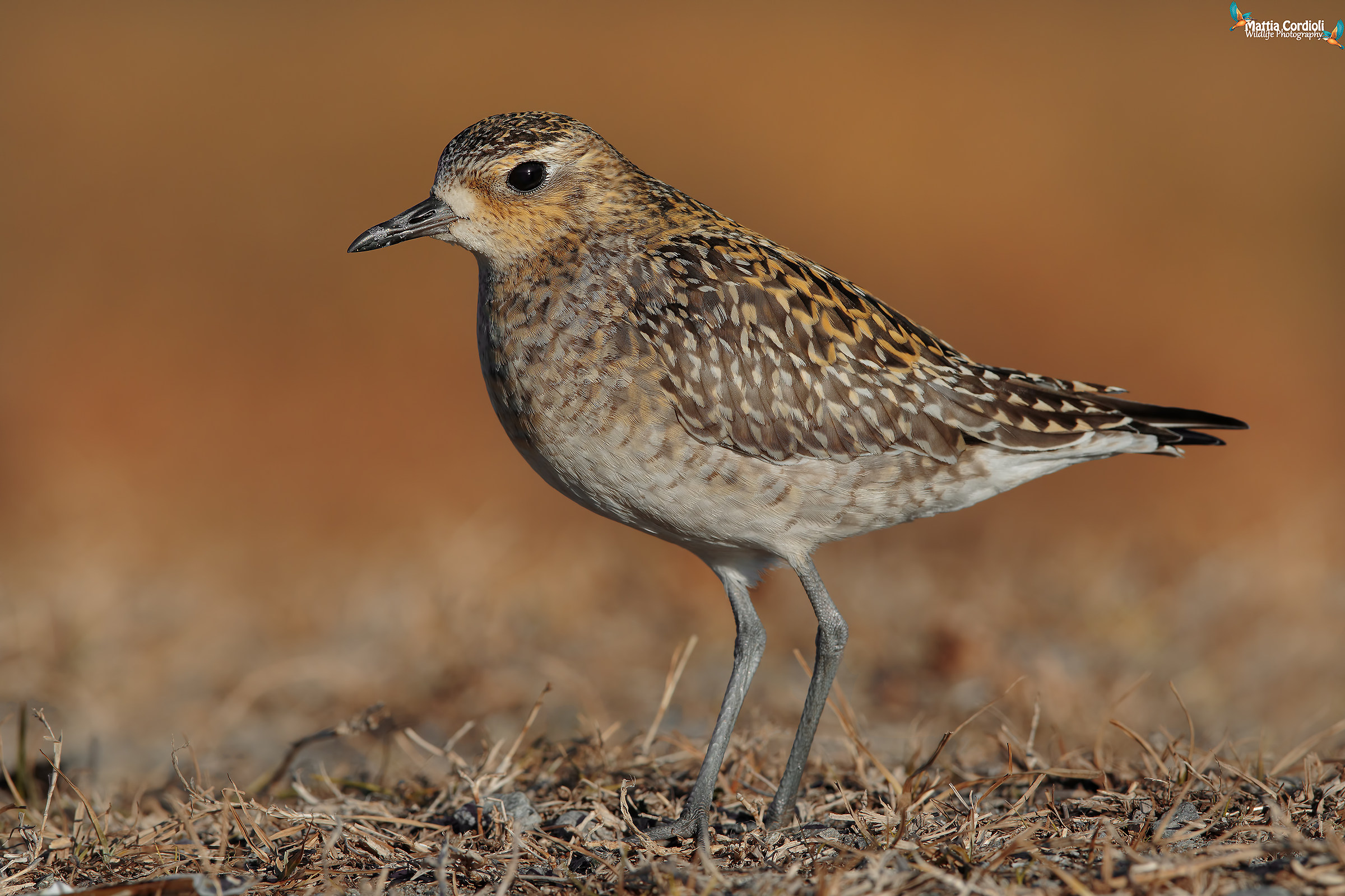 Plover Eastern at sunset