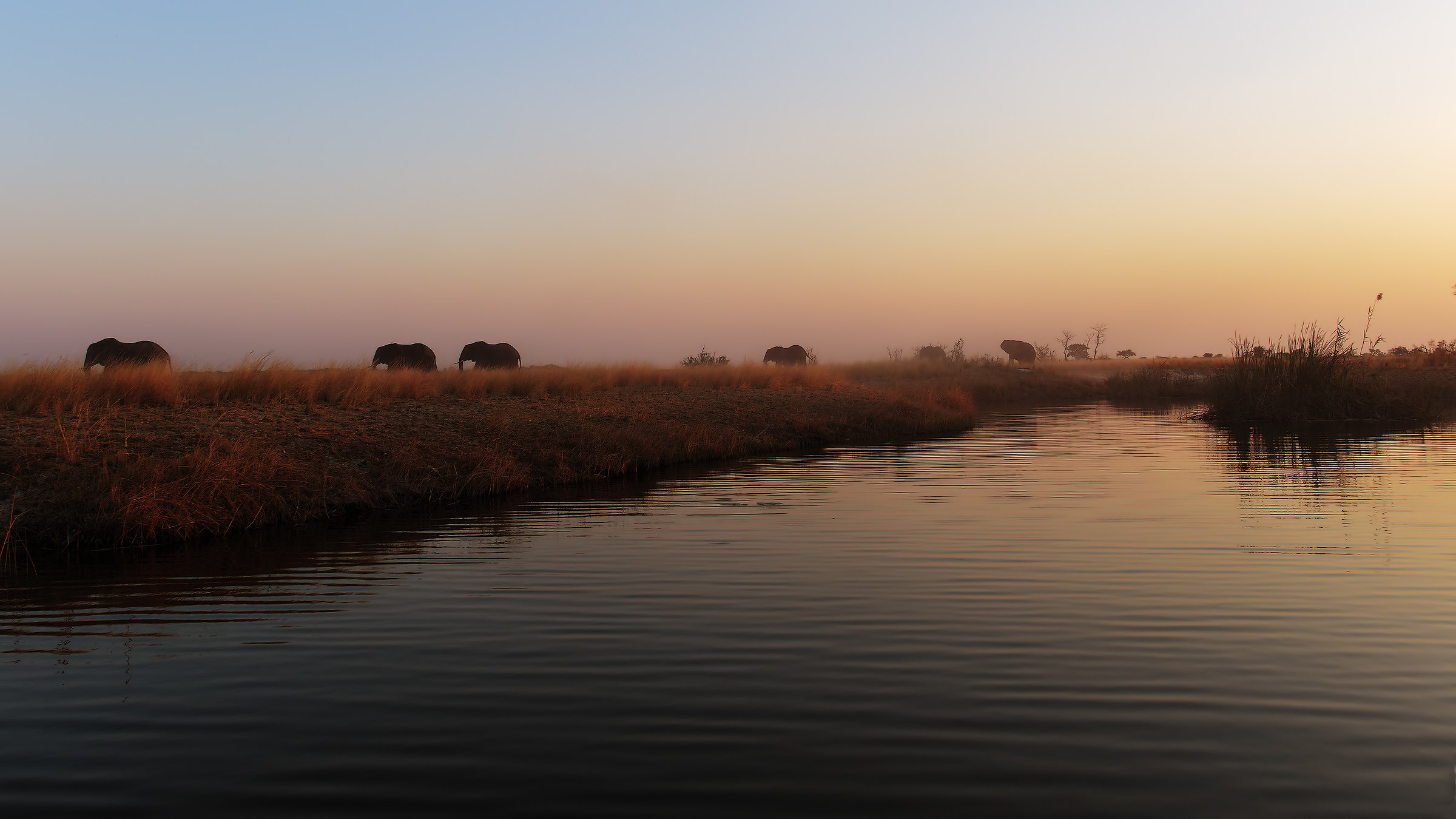 Elephants at sunset