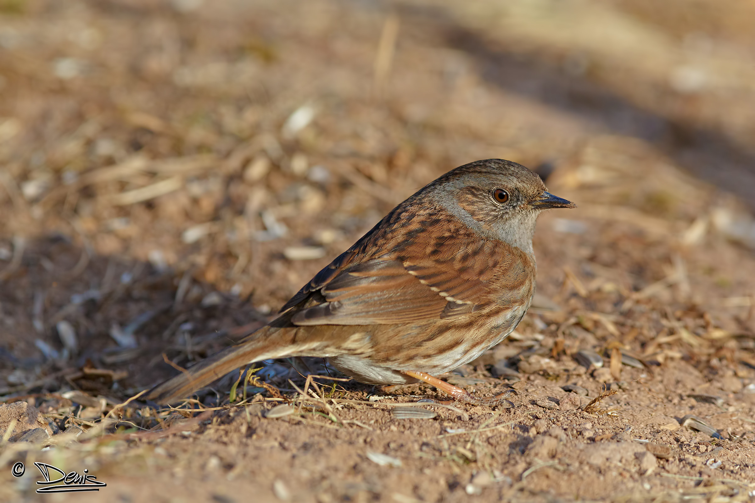 Dunnock