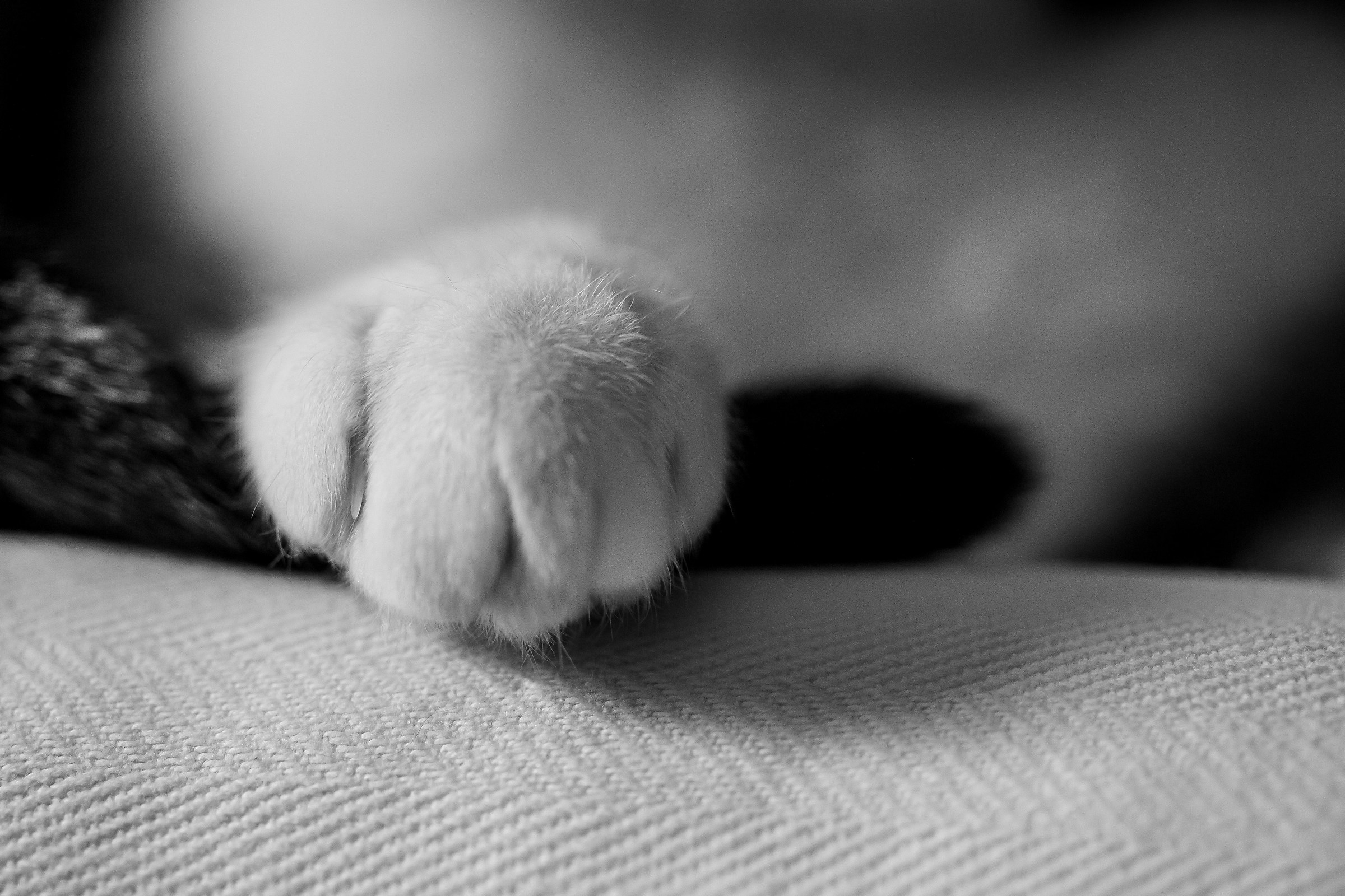 Paw of Tea