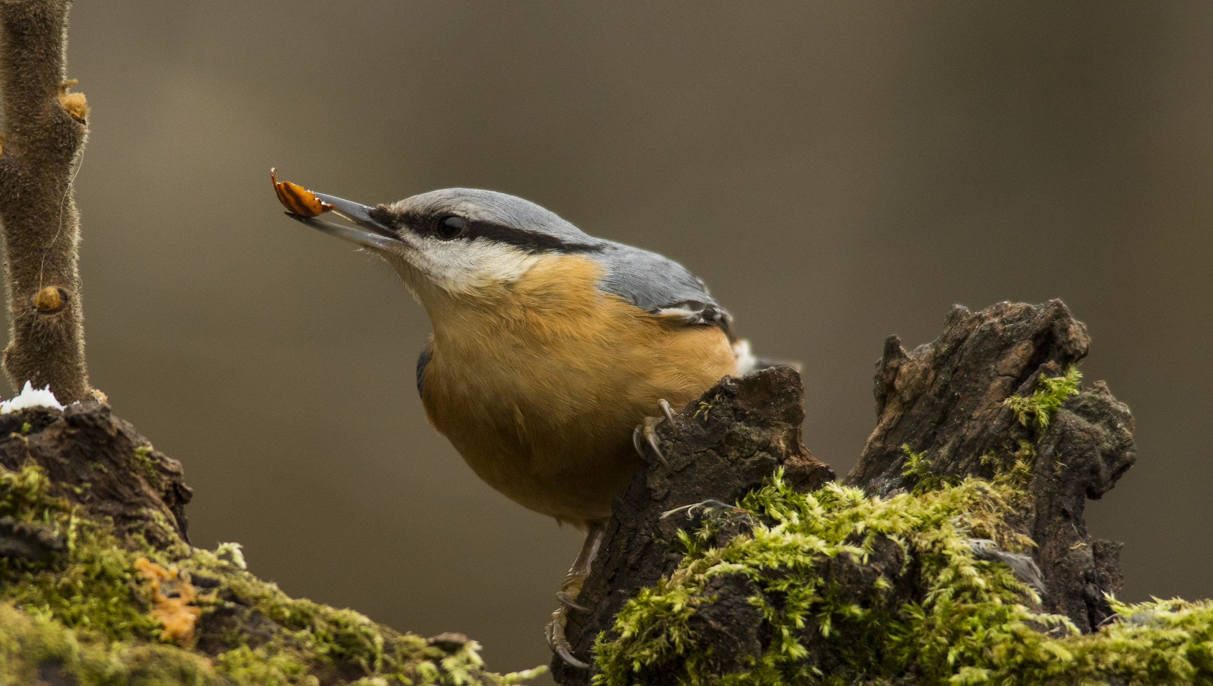 nuthatch