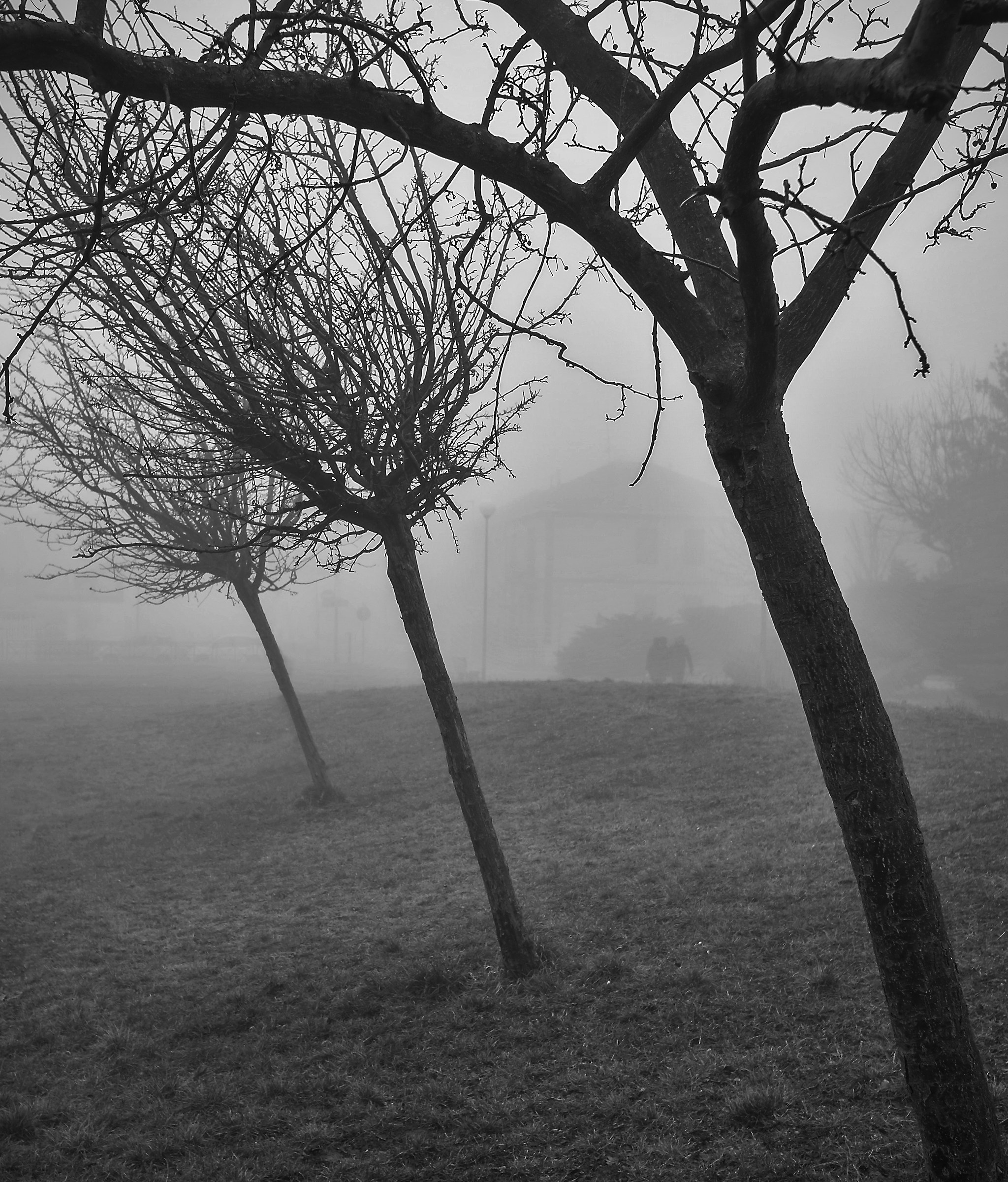 trees in the fog
