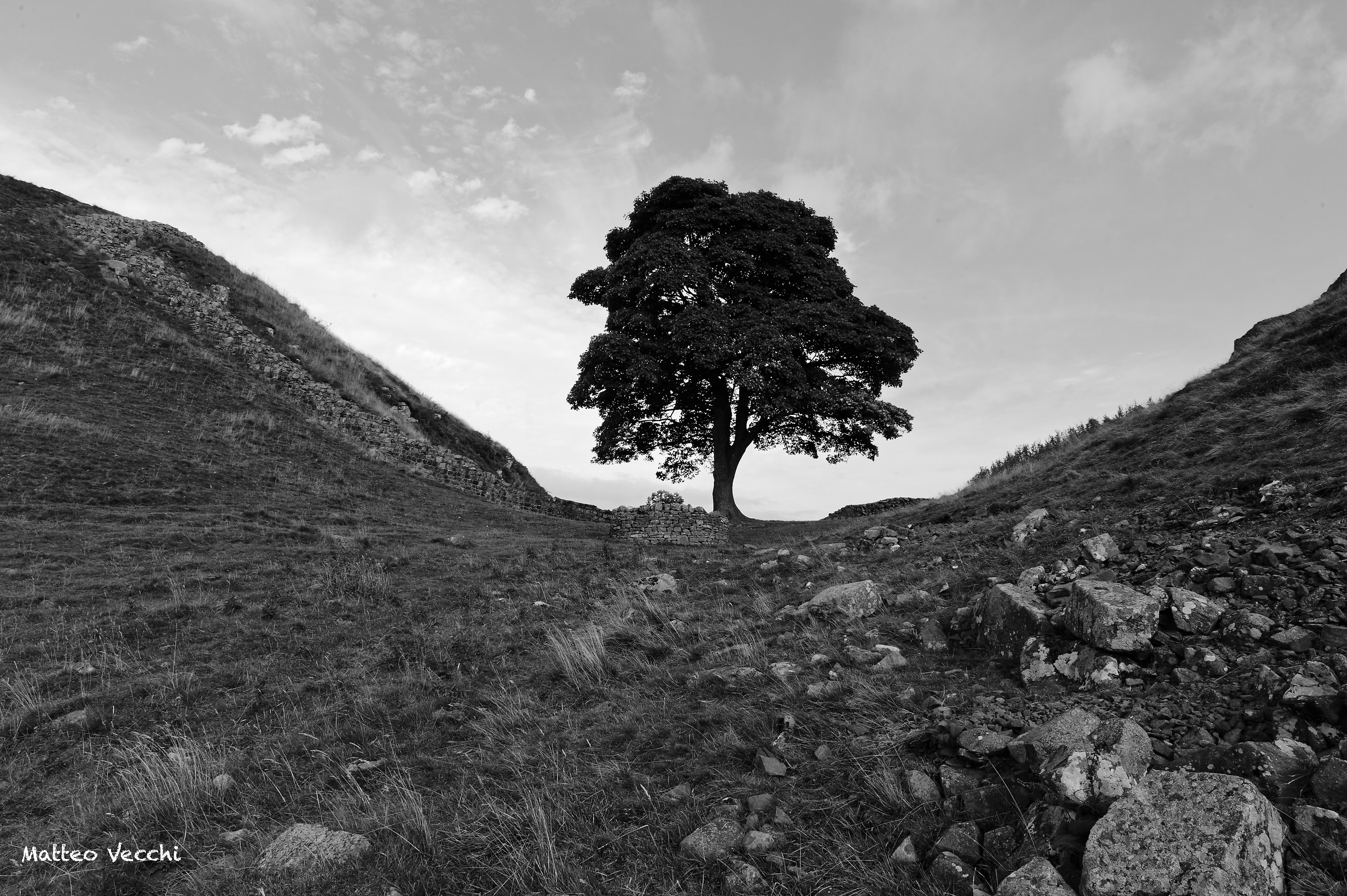 Sycamore Gap b & w