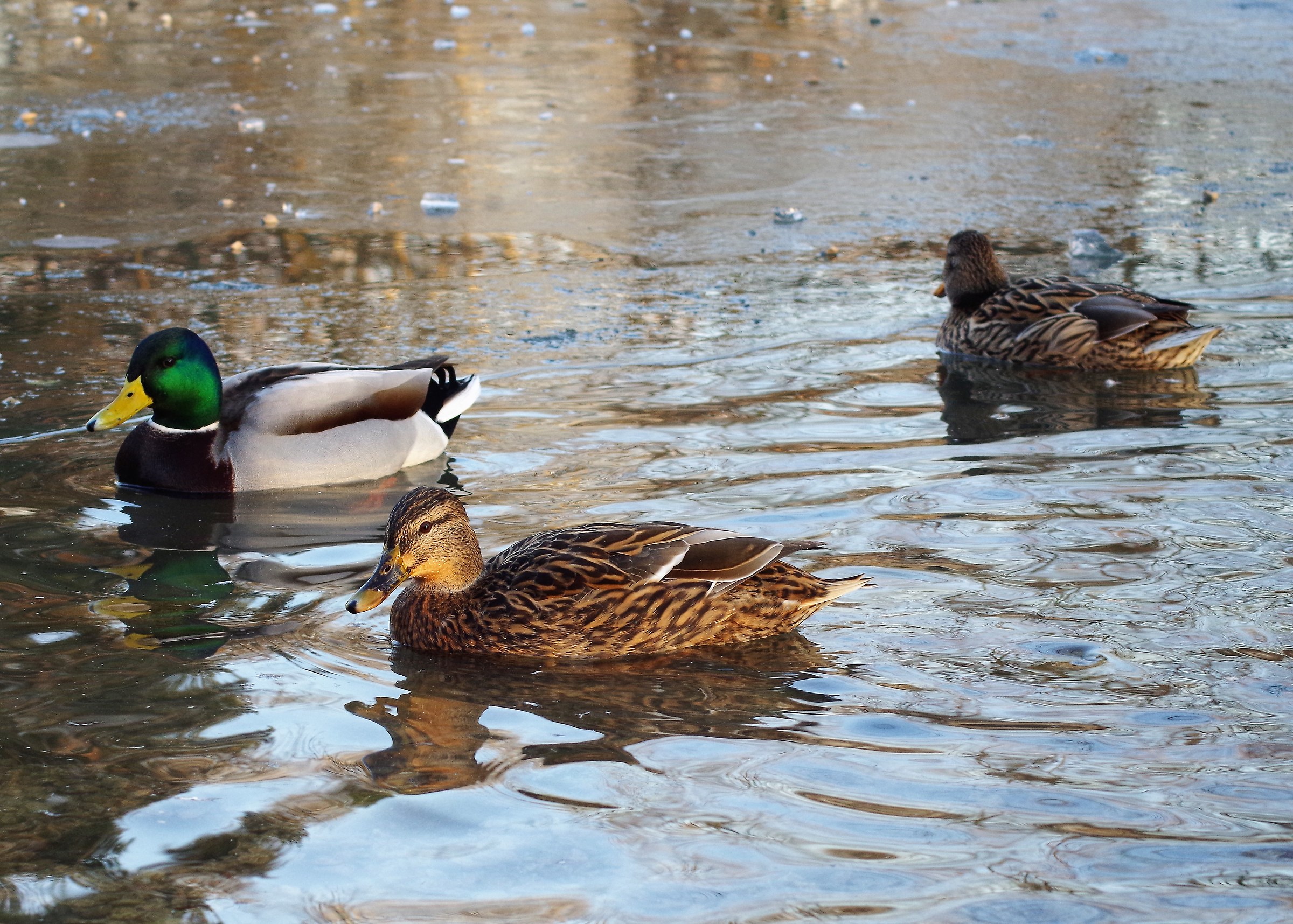 mallards