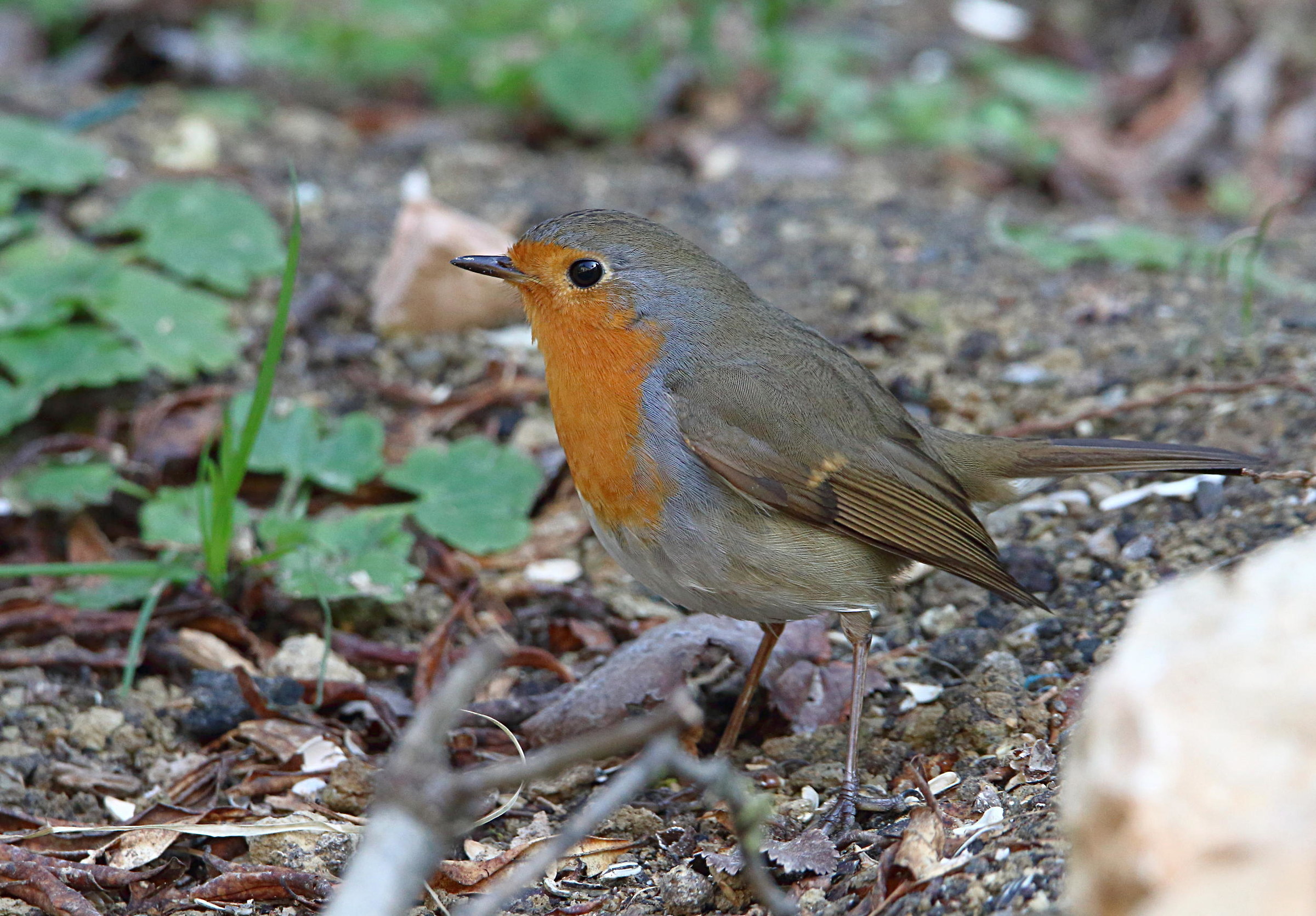 Robin