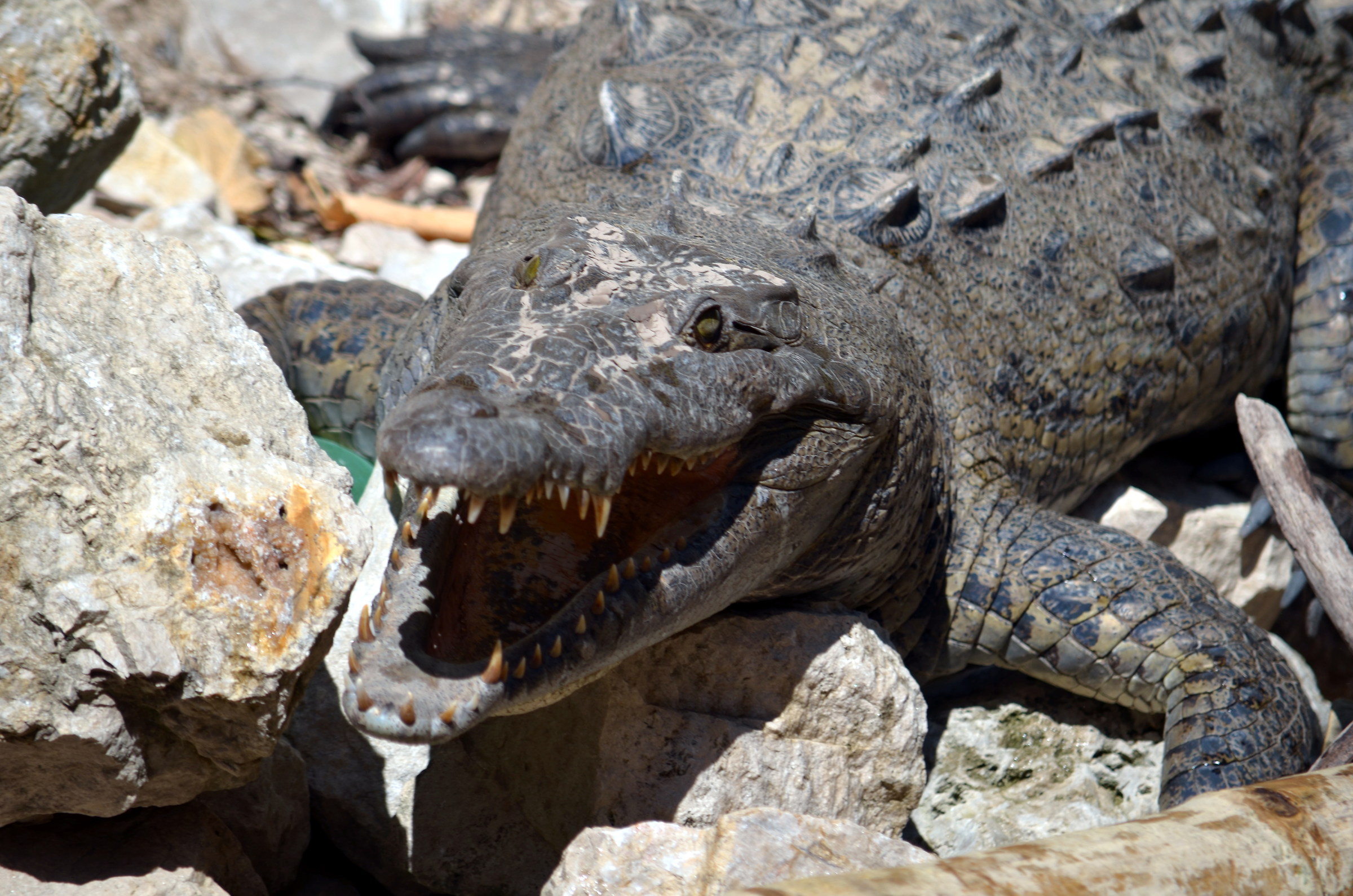 Crocodile - Canyon Sumidero