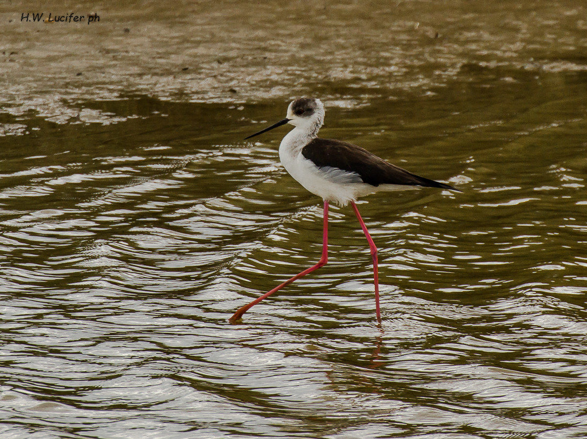 Knight of Italy ... French !!!
