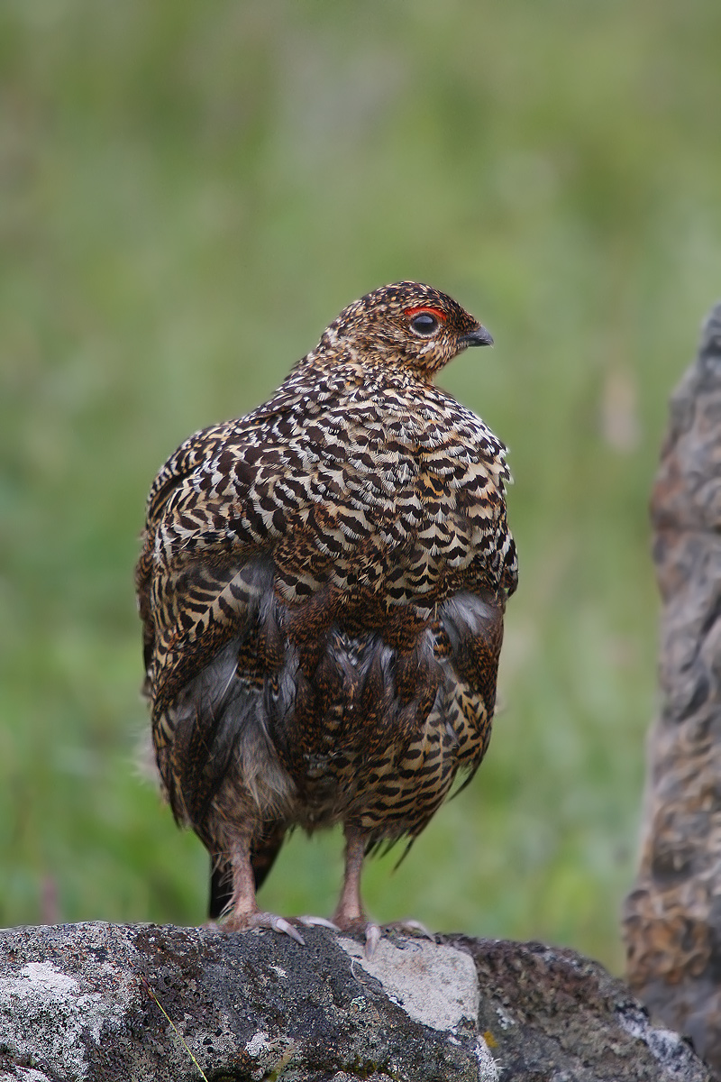 Red Grouse