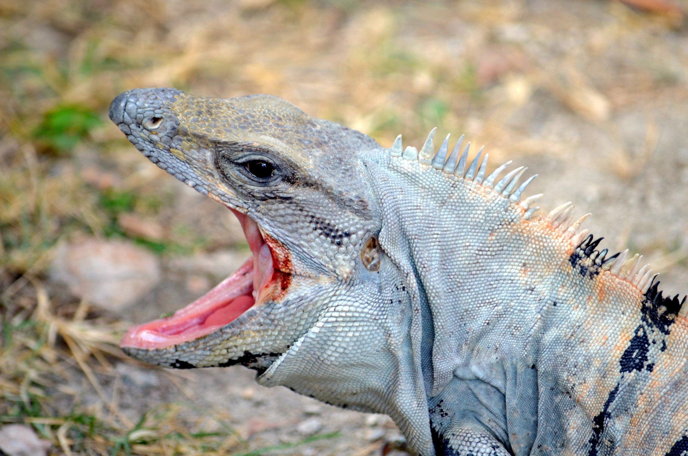 Iguana at Chichen Itza