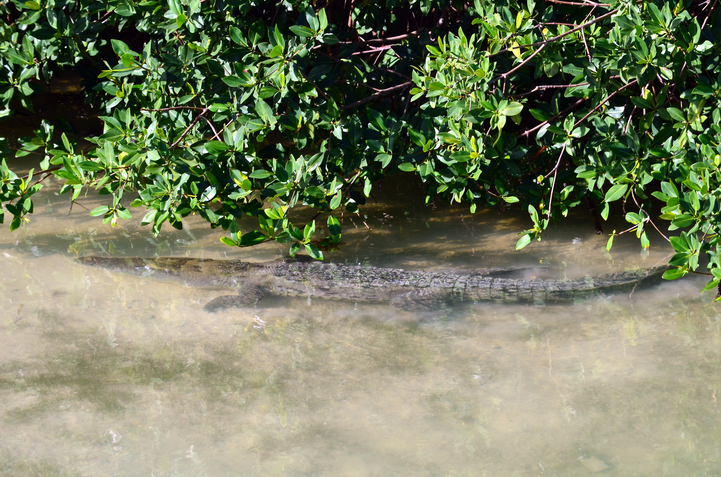 Crocodile in Sian Ka'an Biosphere