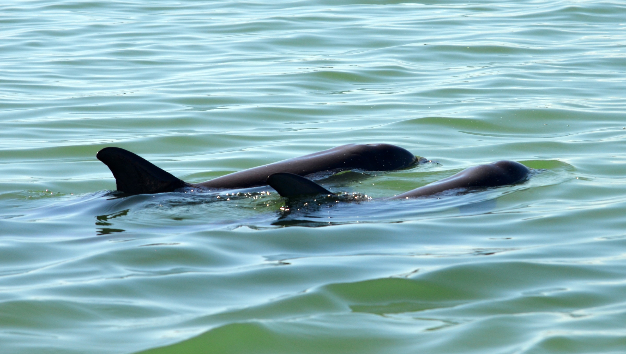 Dolphins in the Sian Ka'an Biosphere
