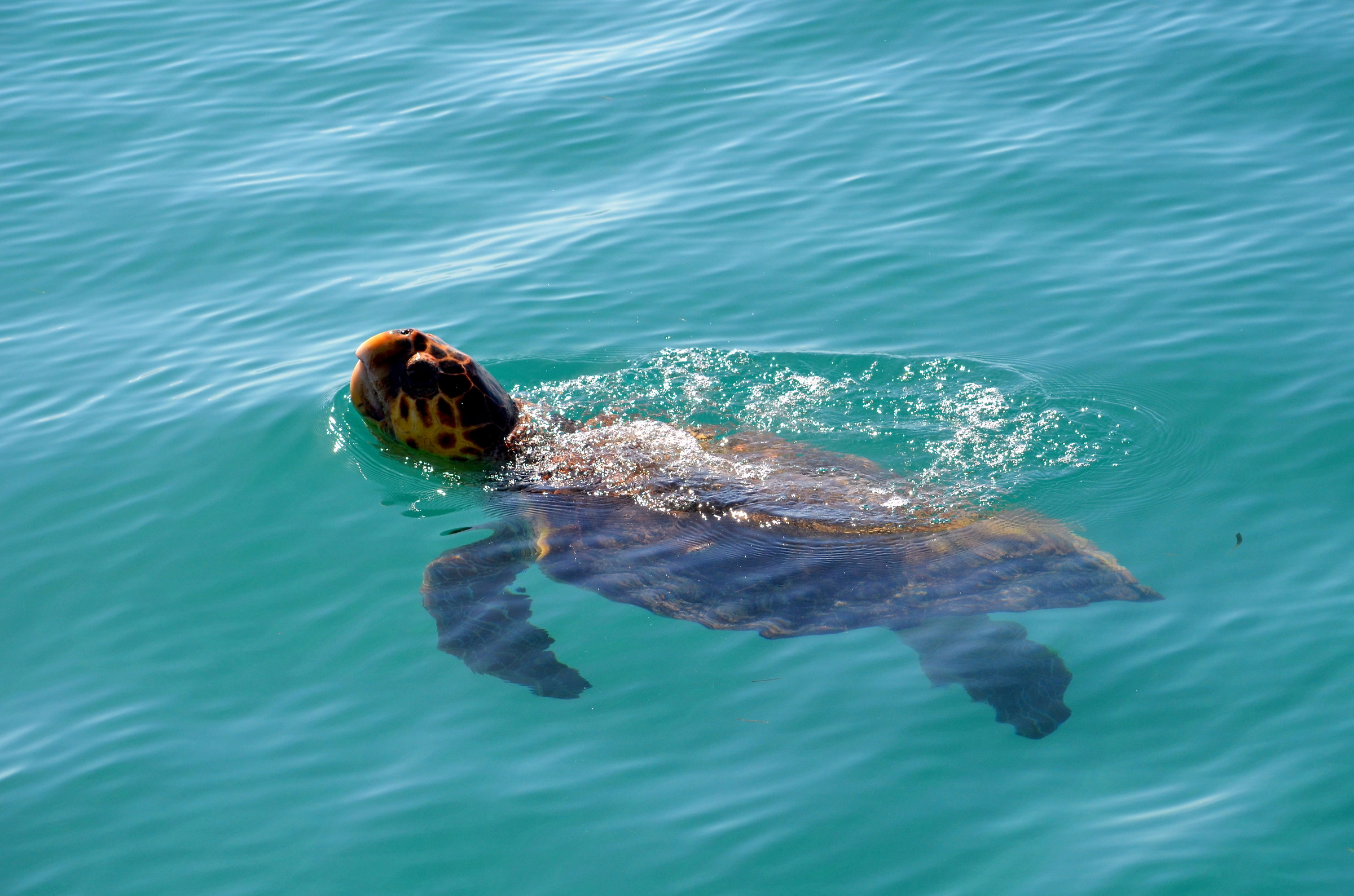 Trtaruga in the Sian Ka'an Biosphere