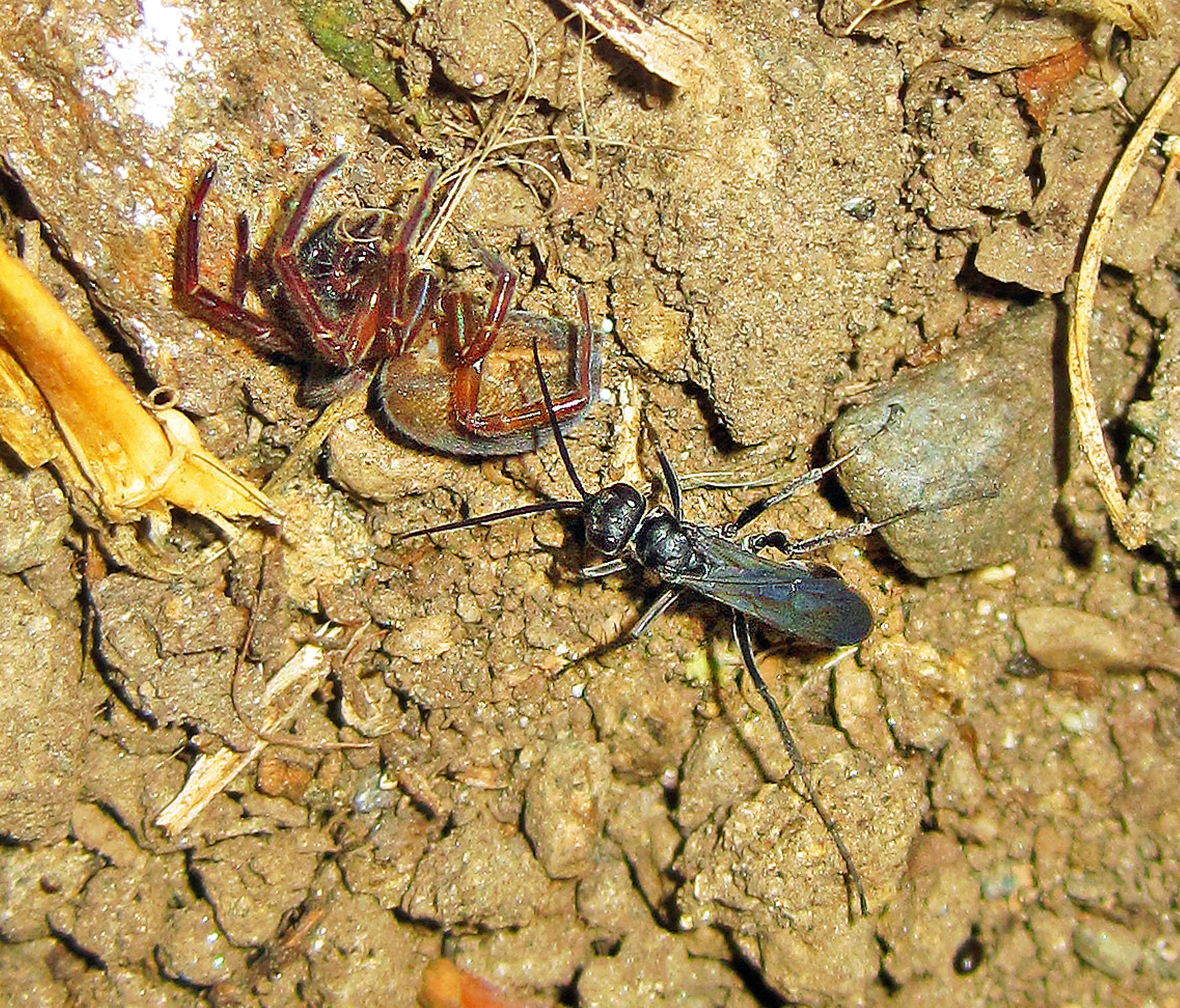 The anesthesiologist