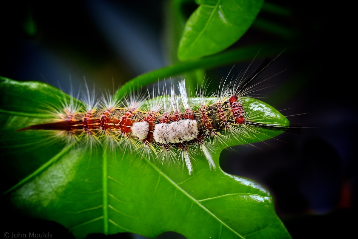 Caterpillar, Brisbane ...