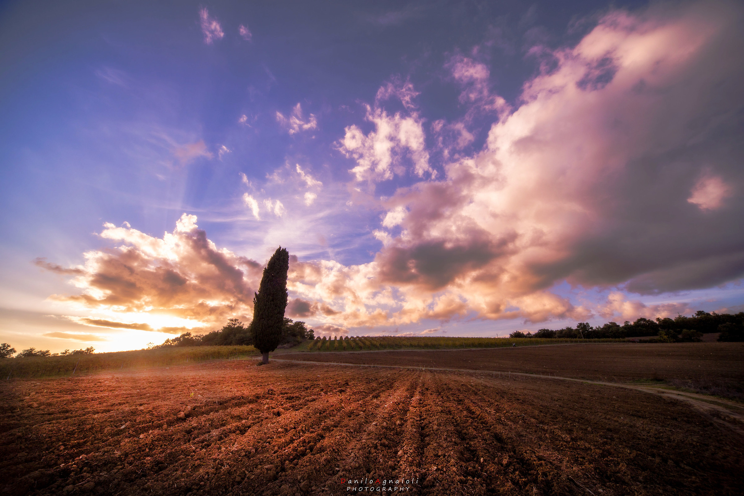 The '' my '' lone cypress