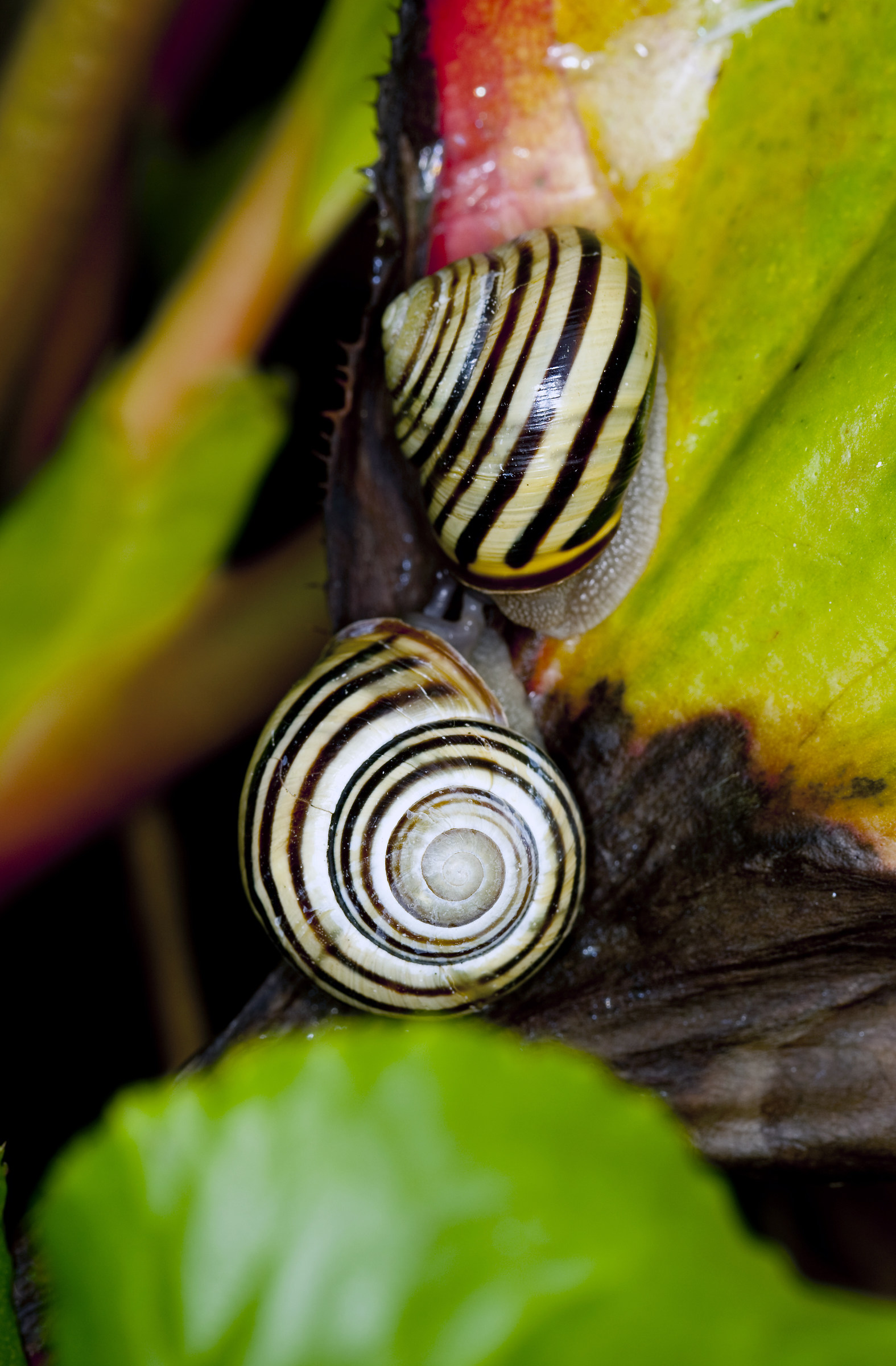 snails