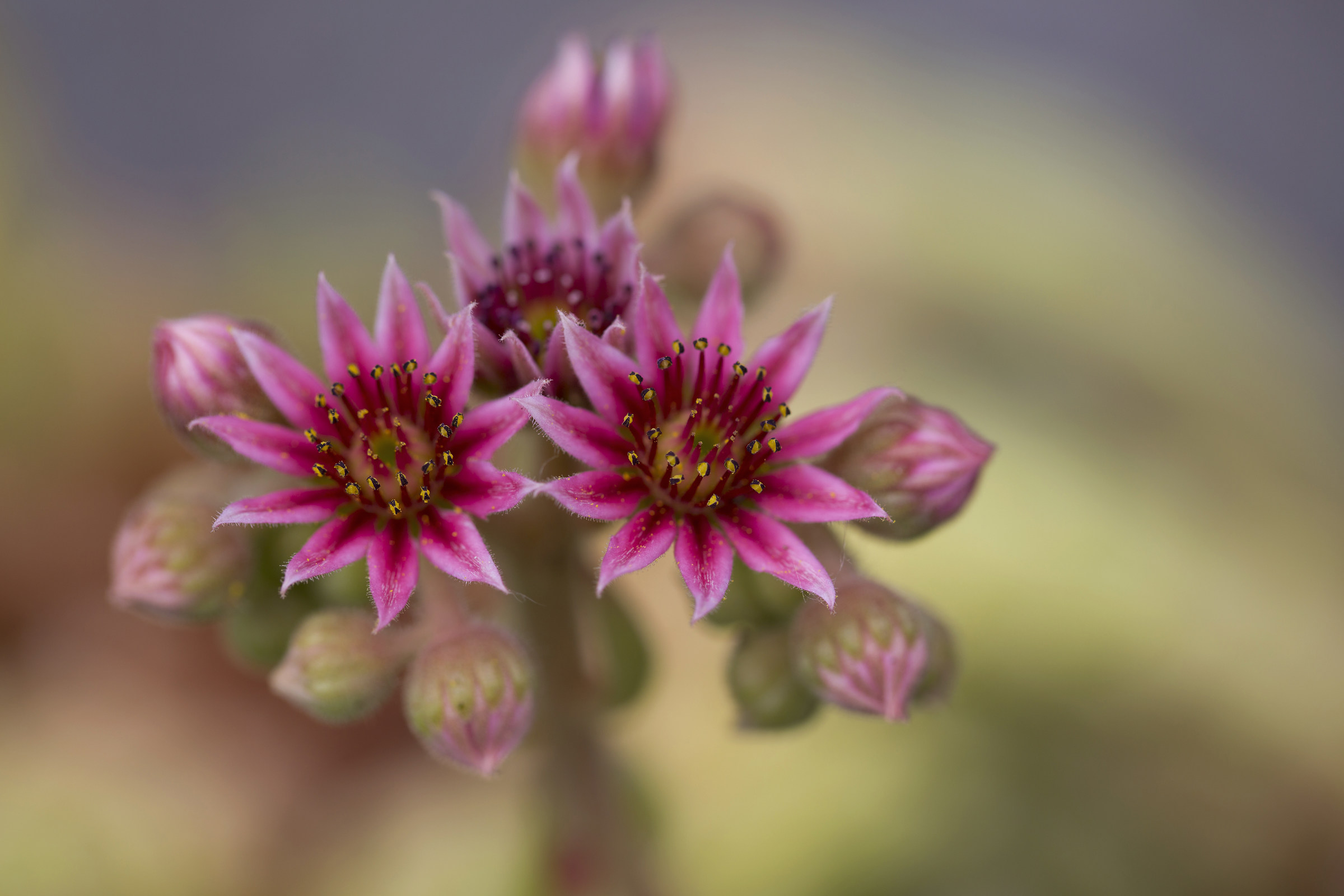 Semprevivum tectorum