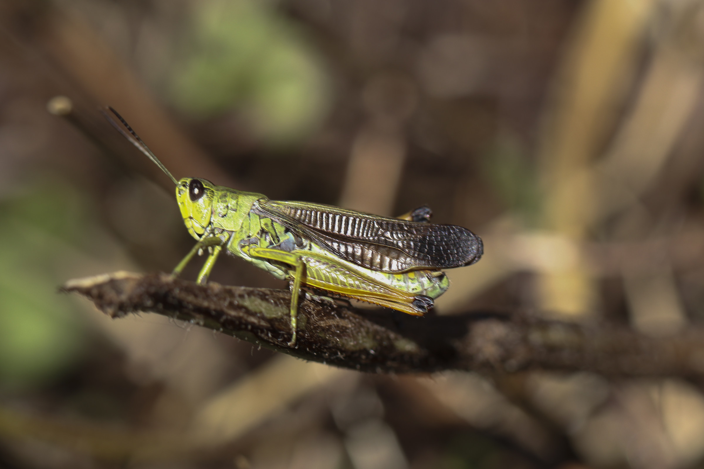 Grasshopper