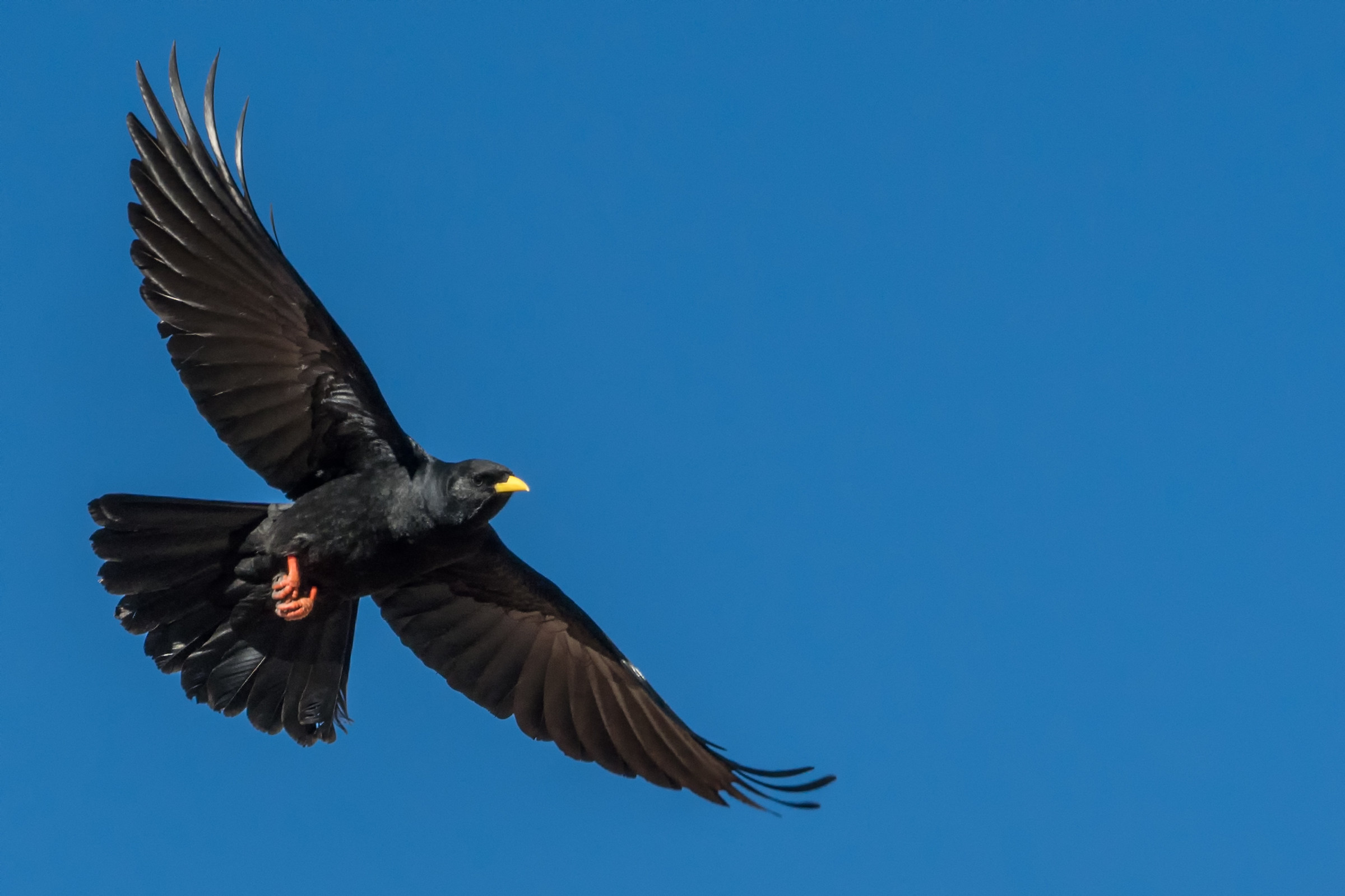 Alpine chough in flight