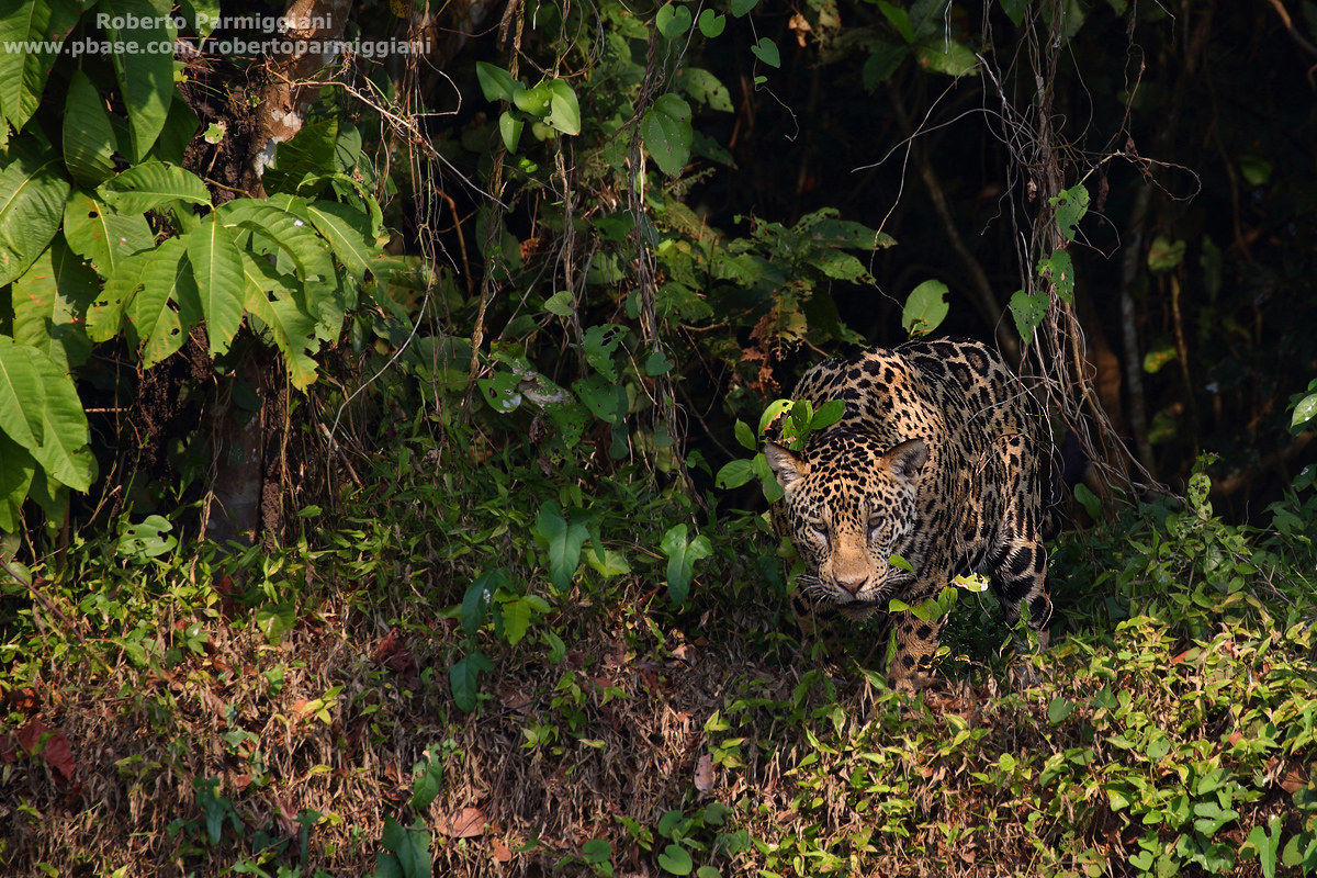 From the darkness of the forest