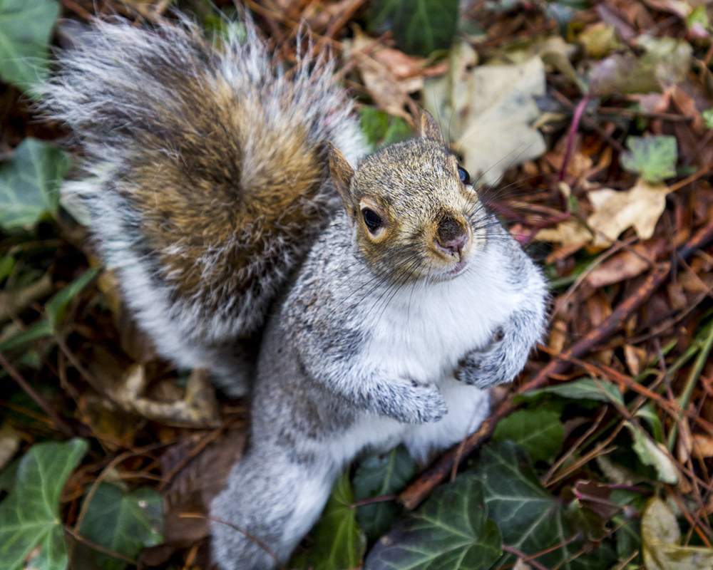 Central Park, uno scoiattolo curioso