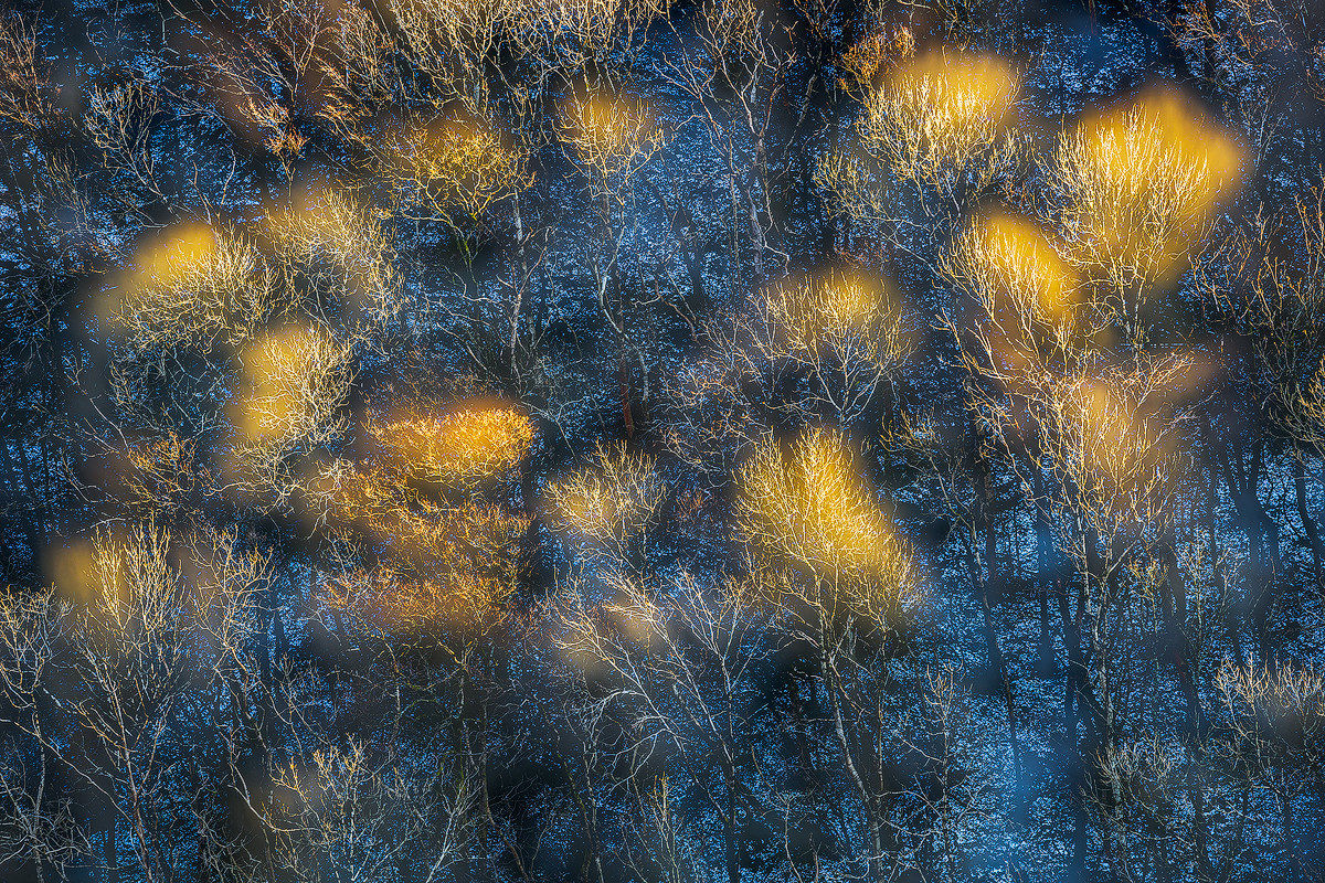 Il bosco delle lanterne